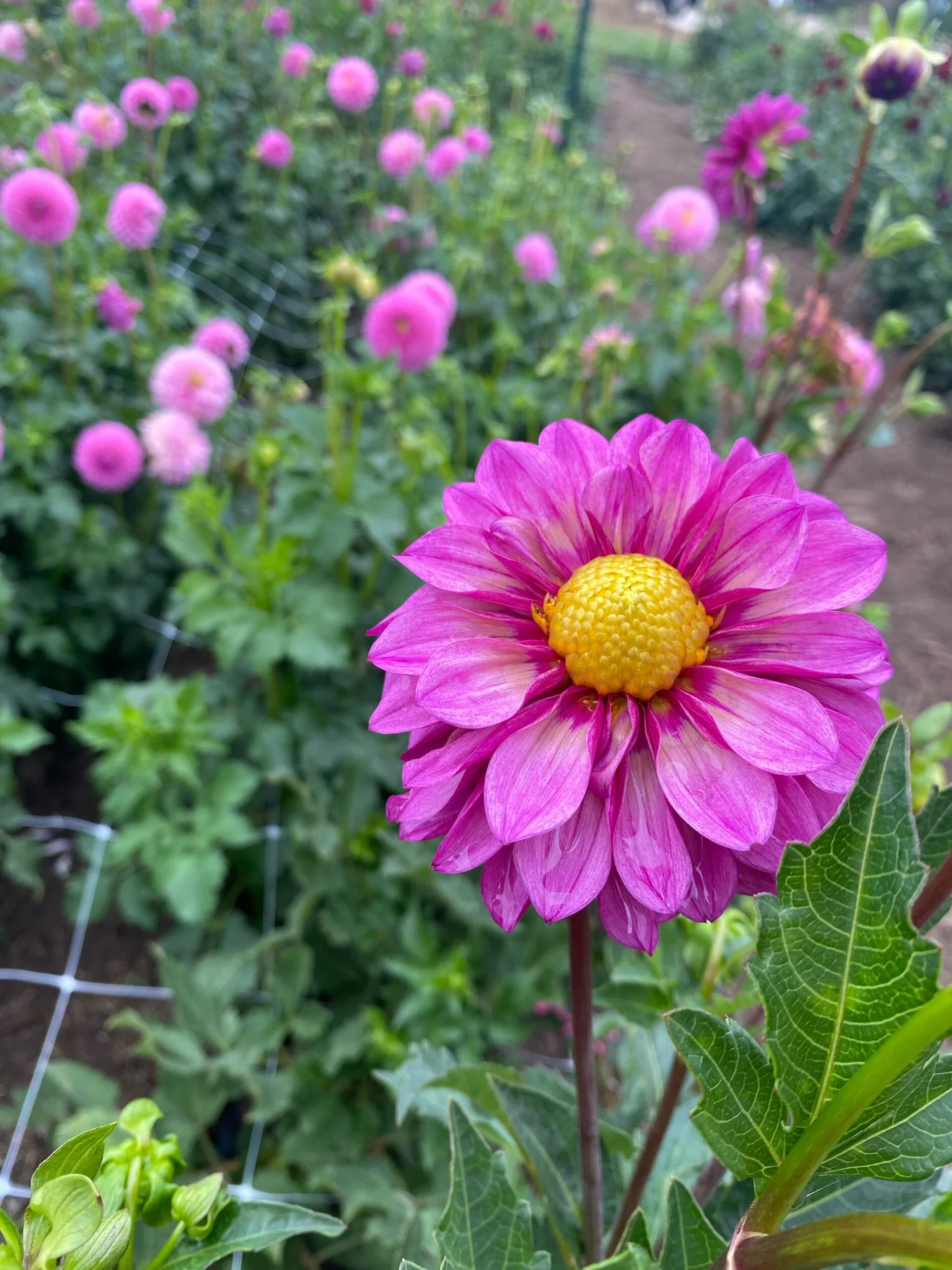 Purple Mystery Dahlia Tuber — Hedgewood Farms