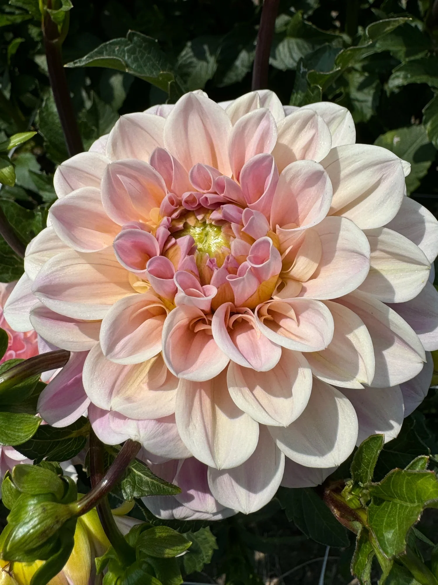 Sweet Nathalie Dahlia Tuber — Hedgewood Farms