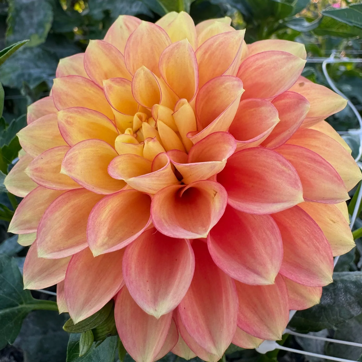 Clearview Crackerjack Dahlia Tuber — Hedgewood Farms