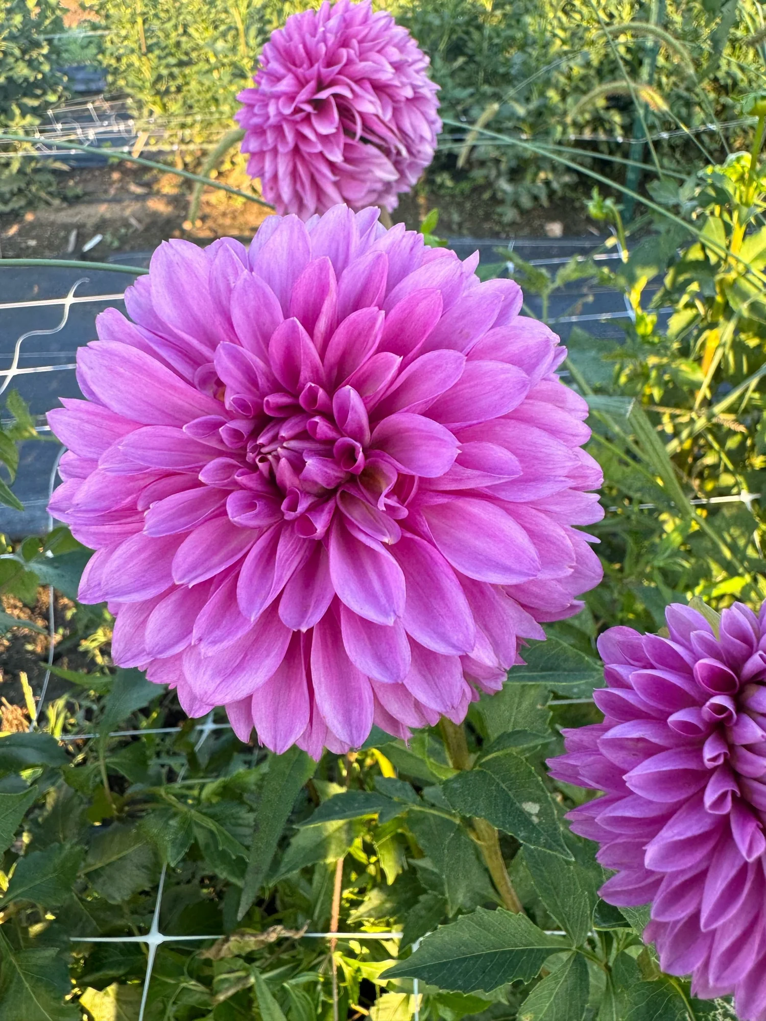 Hollyhill Bill M Dahlia Tuber — Hedgewood Farms