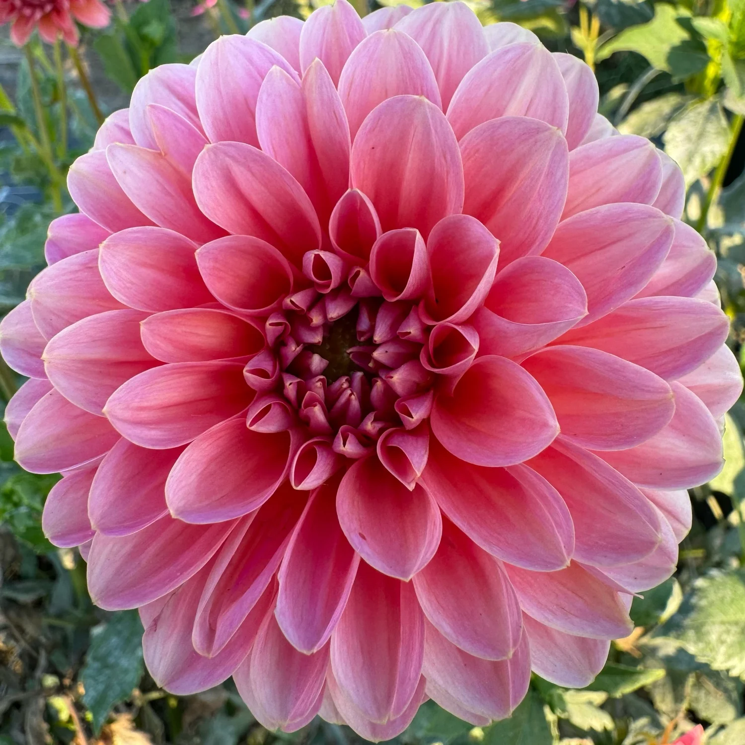 Pink Runner Dahlia Tuber — Hedgewood Farms