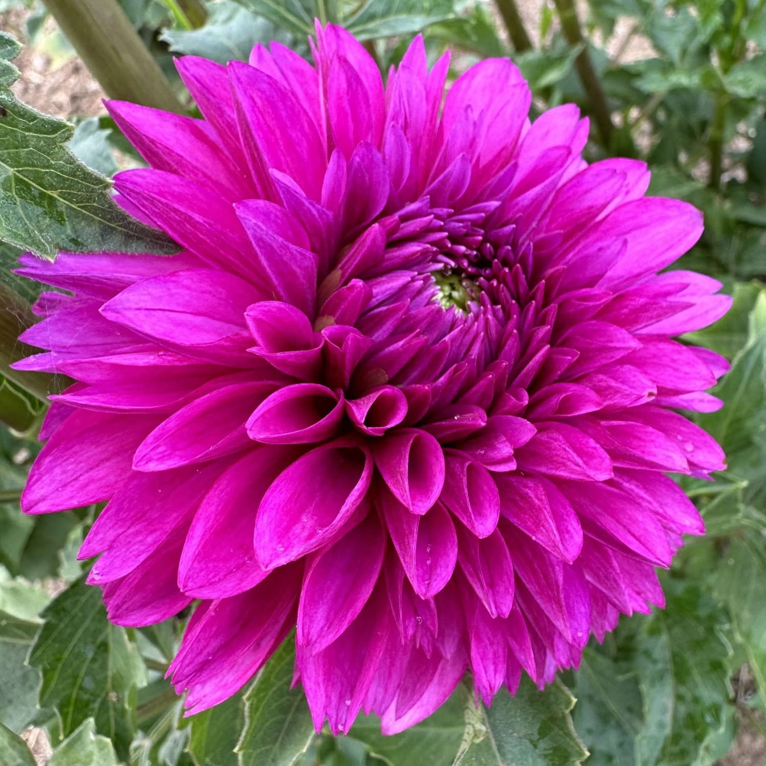Hollyhill Bill M Dahlia Tuber — Hedgewood Farms