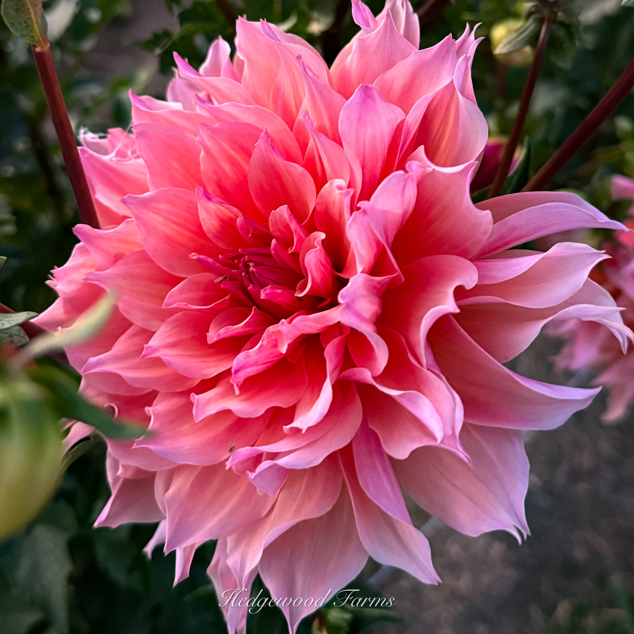 Labyrinth Dahlia Tuber