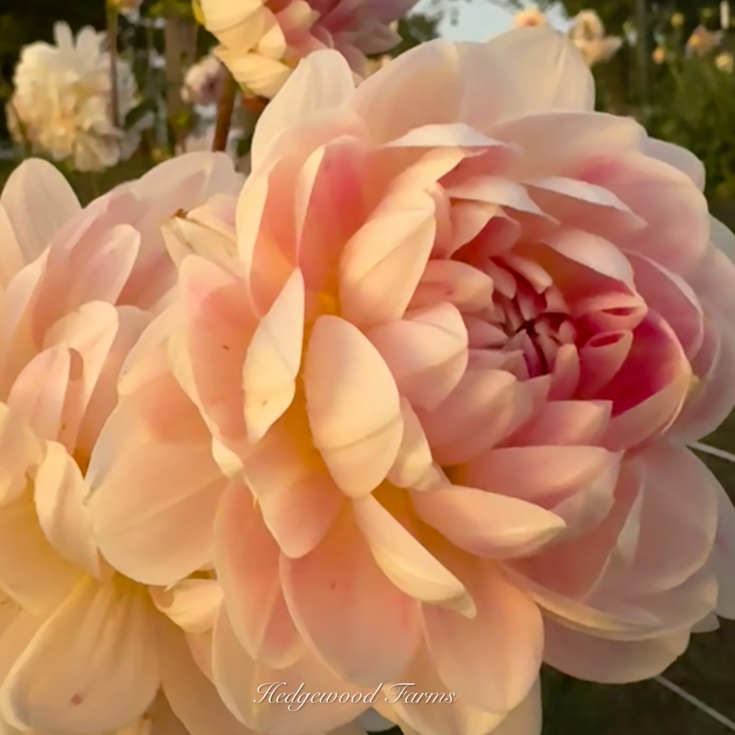 Kelgai Ann Dahlia Tuber