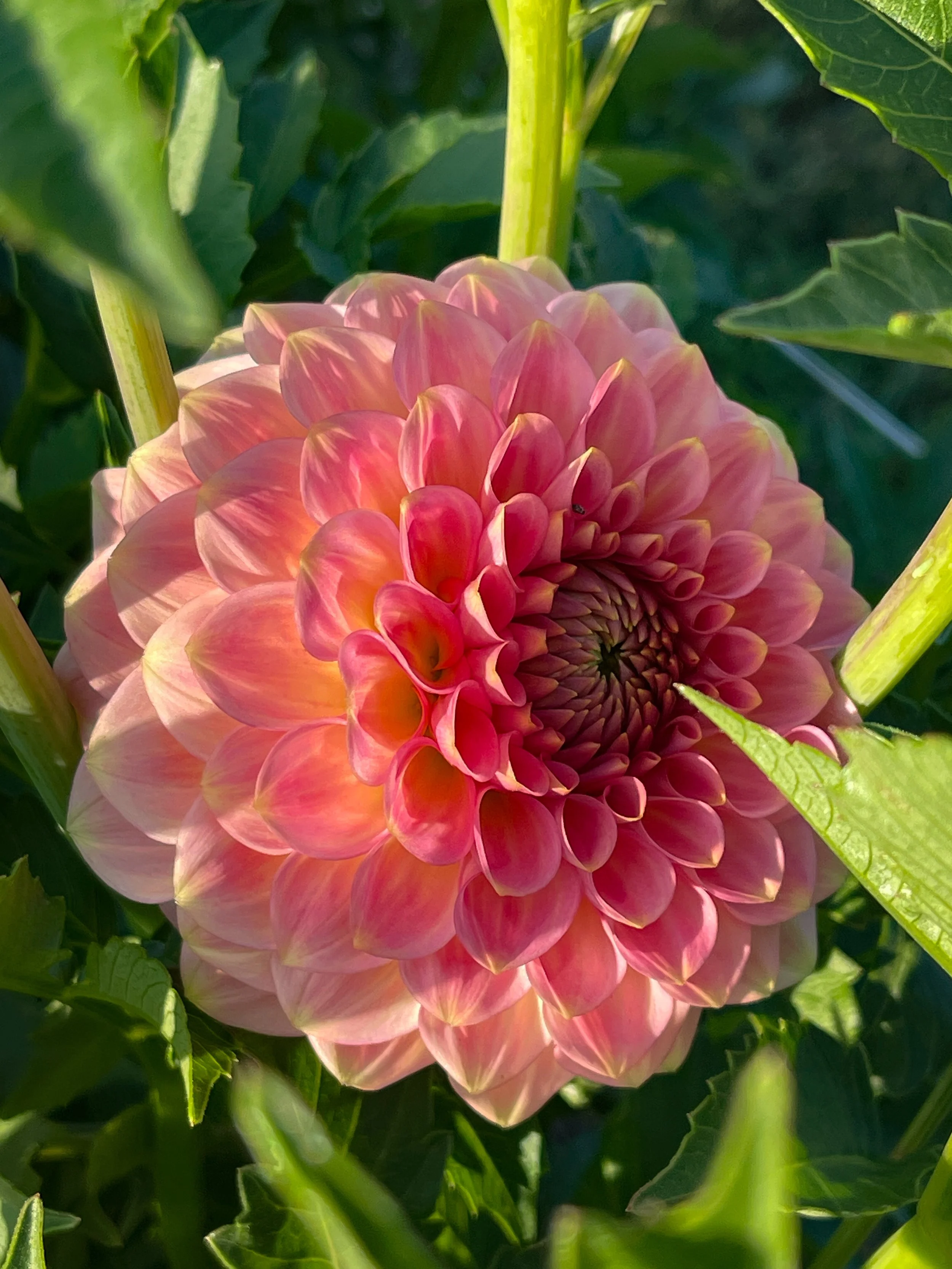 20th Ave Softer Peach Dahlia Tuber