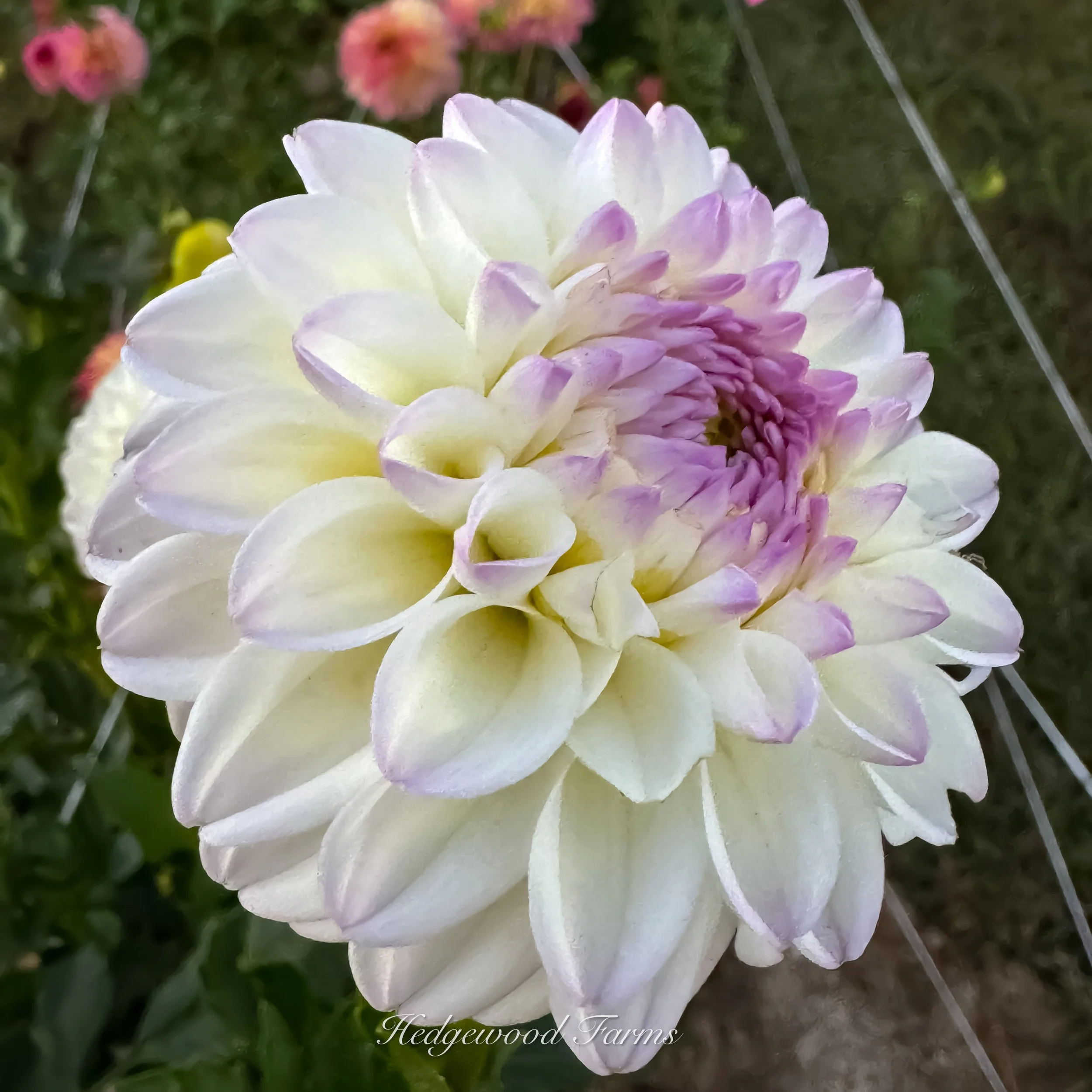Gaylen Rose Dahlia Tuber