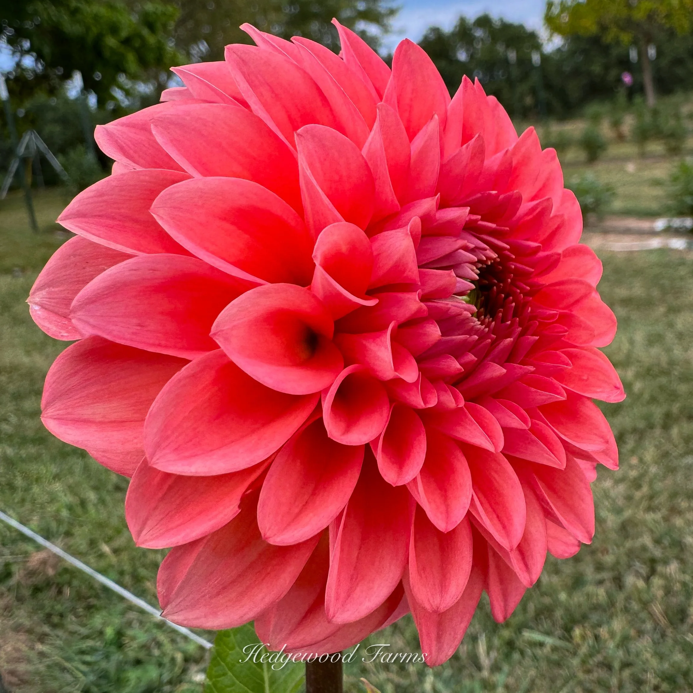 Parkland Tribute Dahlia Tuber