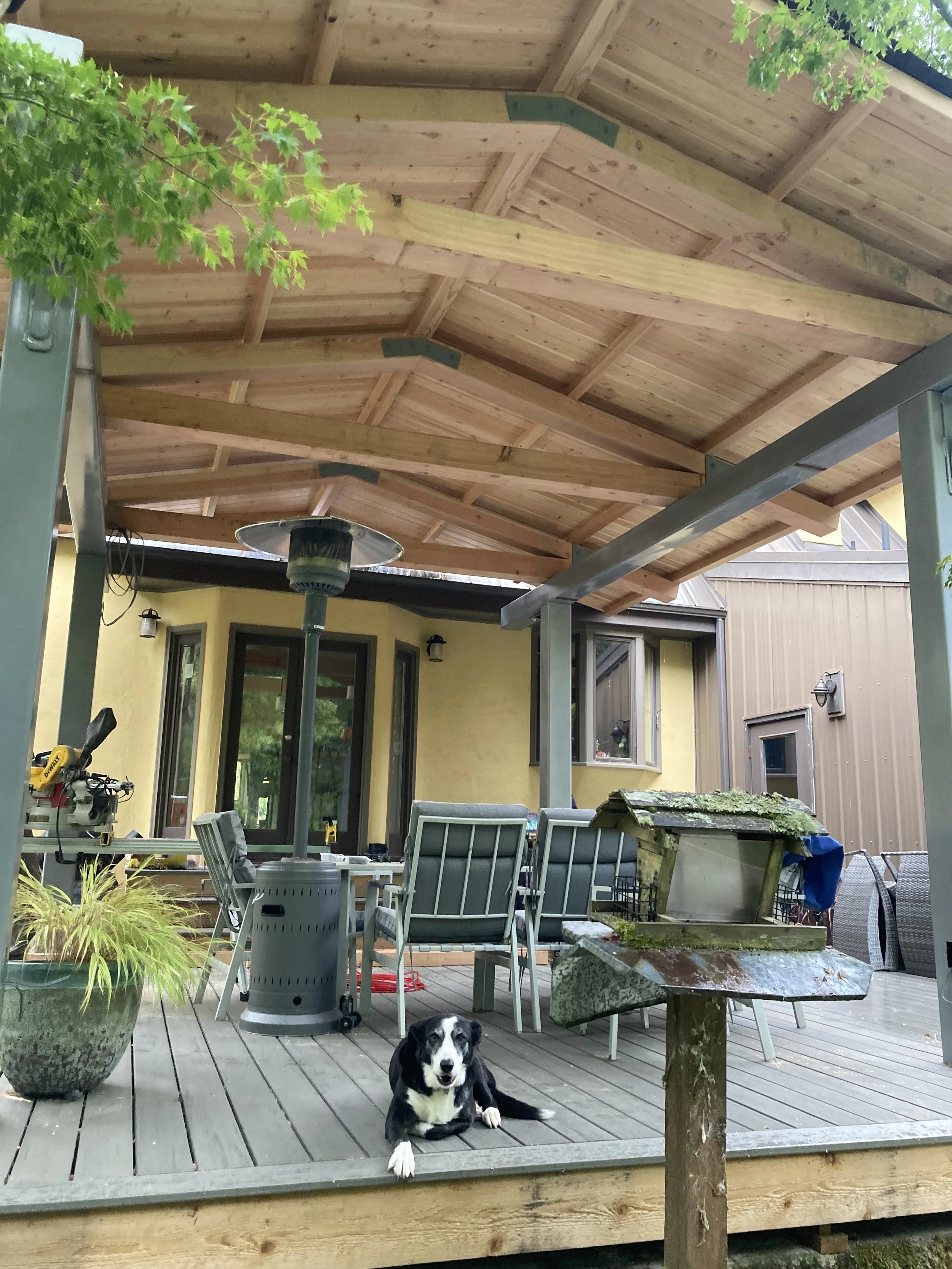 A black and white dog lying on a wooden deck in front of a patio area under a roof with wooden beams. There are outdoor furniture, a heater, plants, a birdbath, and other objects in the background, with a house visible behind.