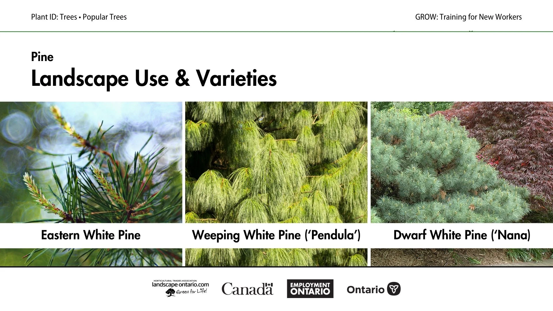 GROW NW Trees .jpg