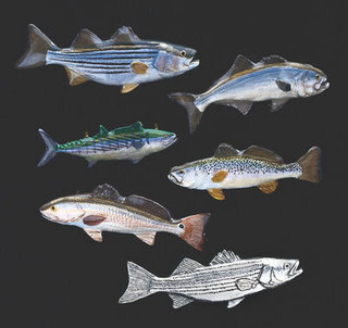 Empire Pewter Saltwater Fish Pins – Choose Your Favorite! Hat, Tie, Or Lapel, Fishing Theme