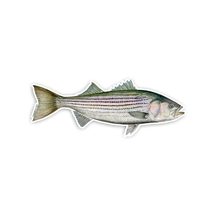 Steelfin Striped Bass Decal — Shop The Surfcaster