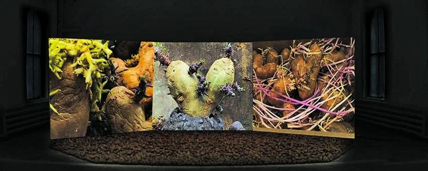 Agnès Varda: Photographs Get Moving (potatoes and shells, too)