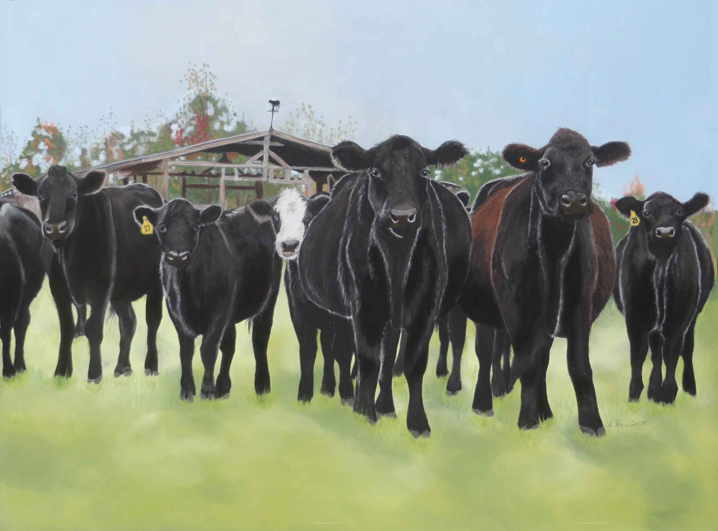 Stanley Farm Cows.jpg