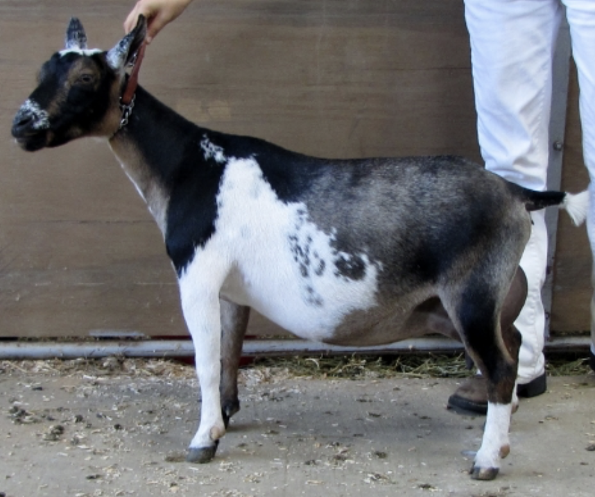 SD: GCH Little Tots Estate Paeonia 1*M LA: VVEE 90