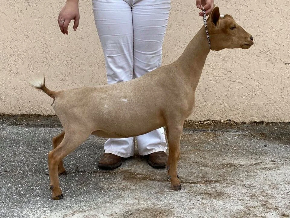 Dam: GCH Winning Streak LJ Madeline 5*M