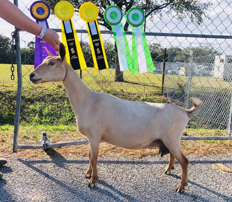 Dam: GCH Winning Streak LJ Madeline 5*M