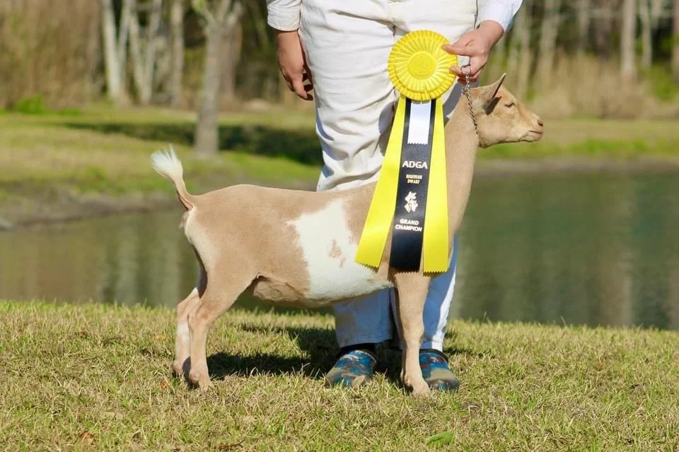 Daughter: Winning Streak MP Feeln Trippy (1GCH at under 6m)