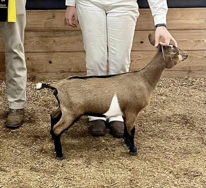 Daughter: Winning Streak MP Eliza (1GCH at 4m)