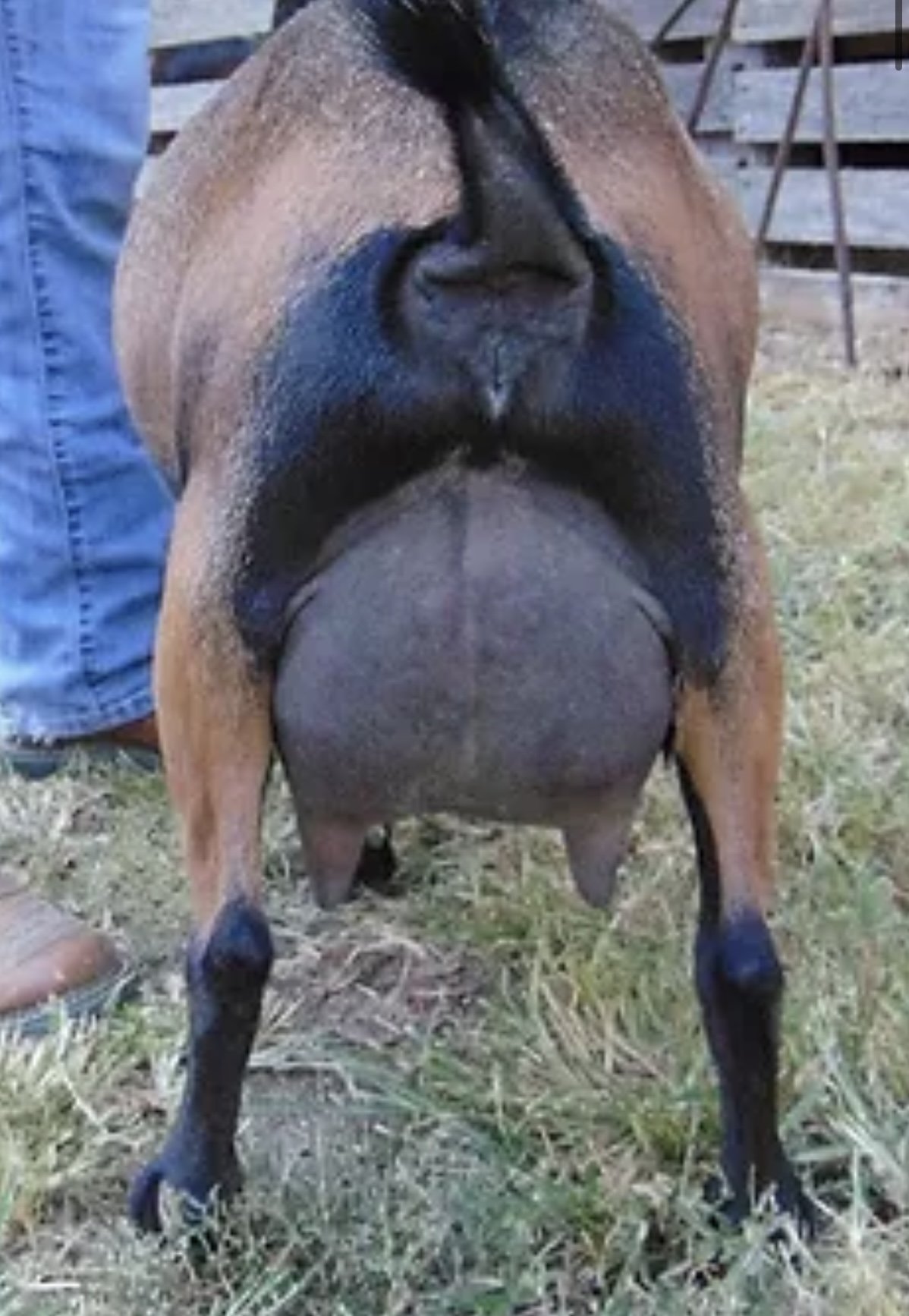 Dam