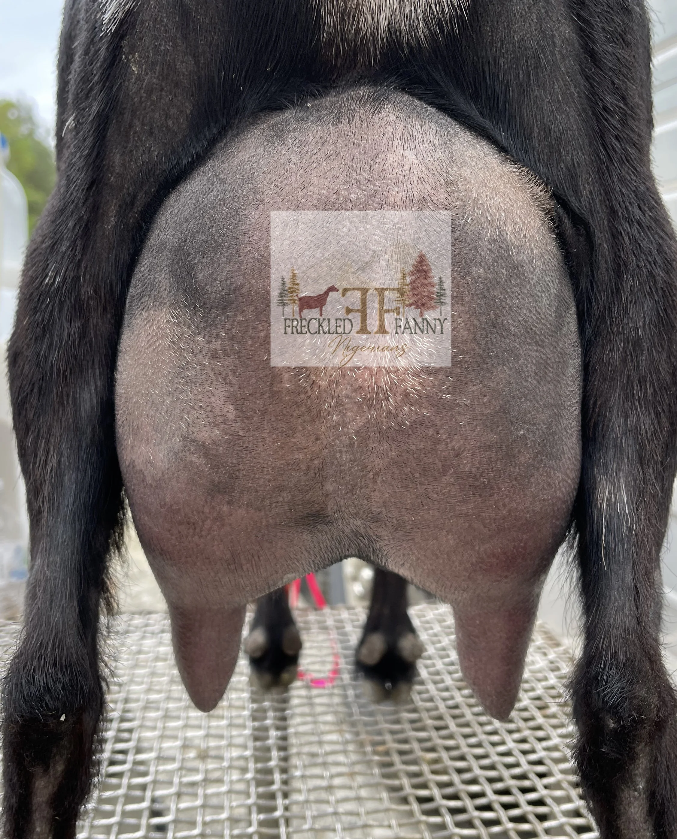 DAM: VE Sassafras 1*M