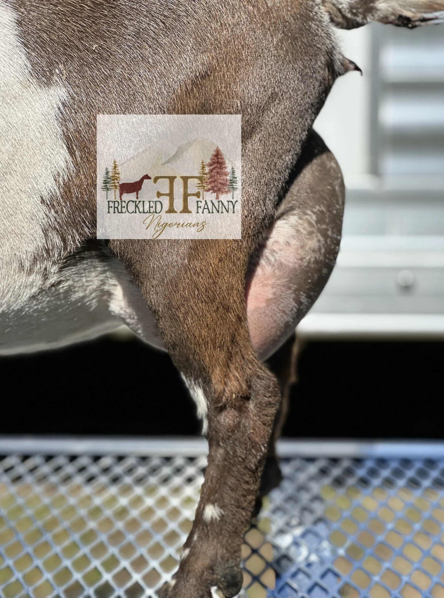FF udder