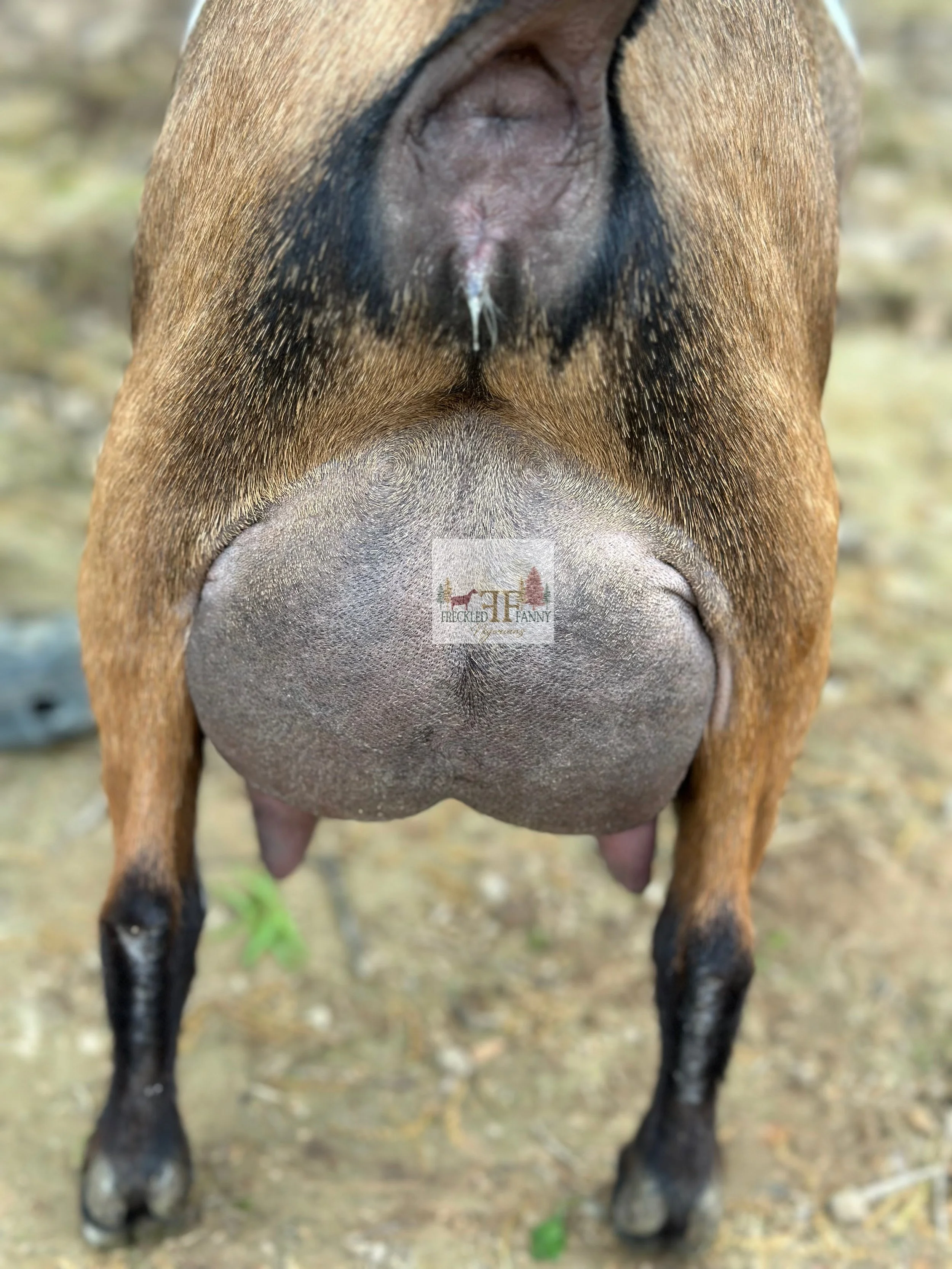 guess who udder