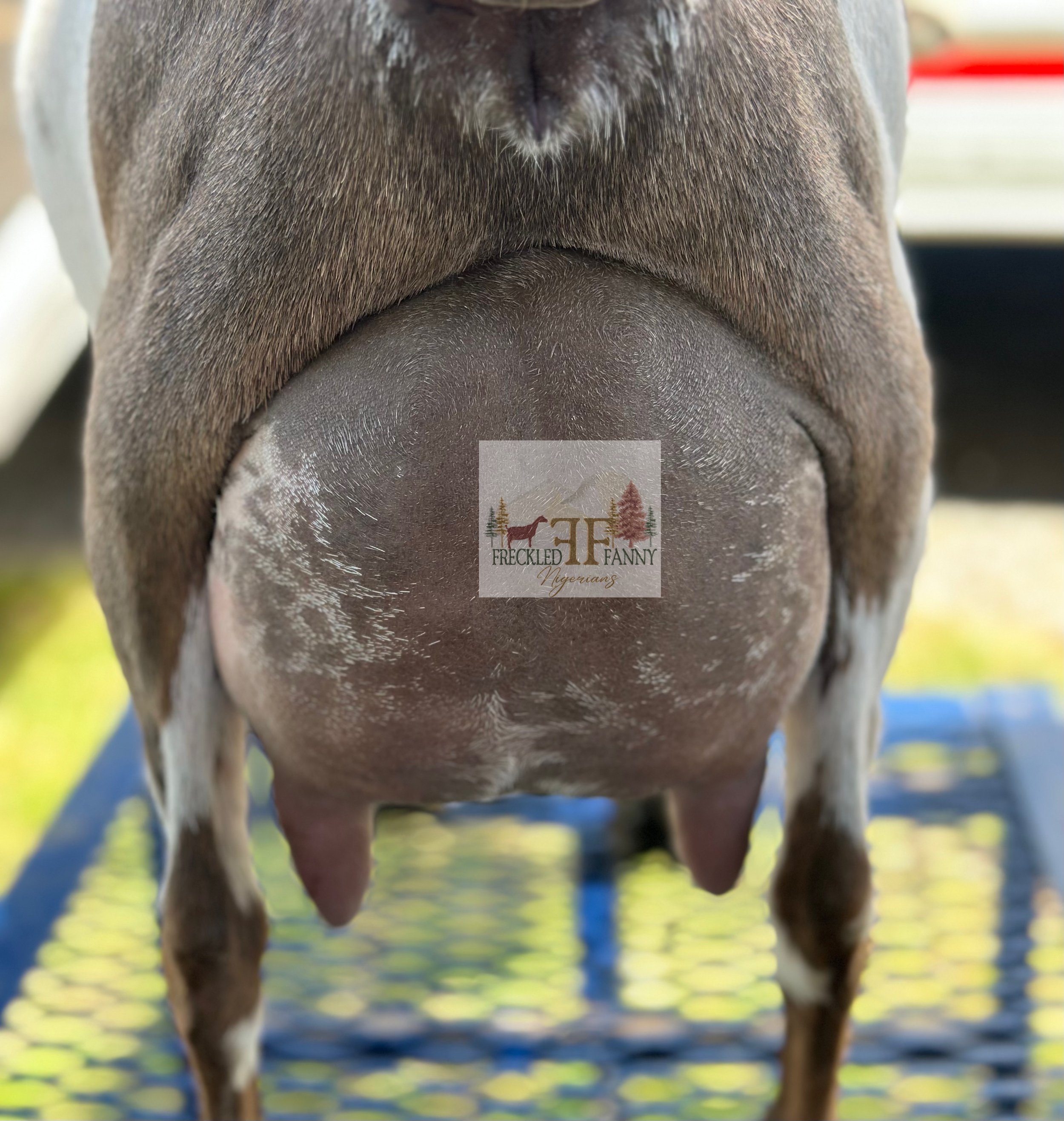 Dam: Winning Streak CM Exotic Afair EEEV90 FF udder