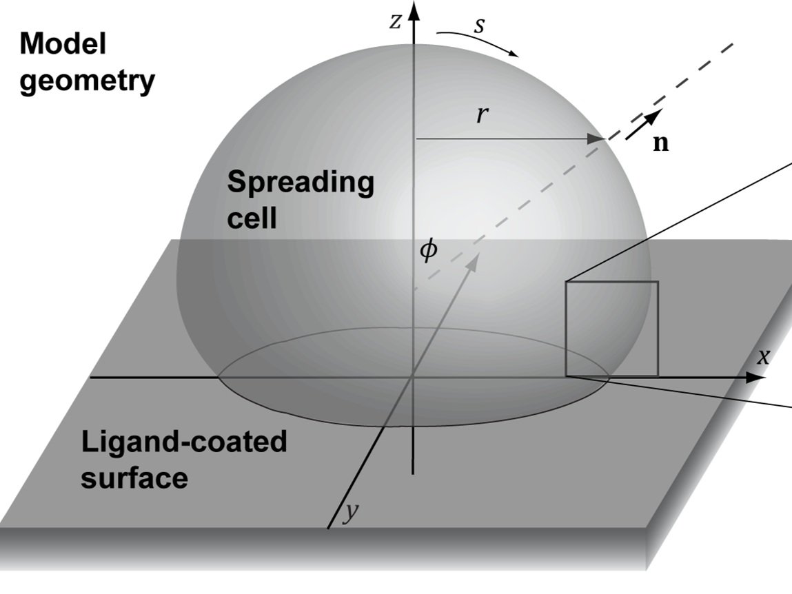 Consider a spherical cow… — Emmet Francis