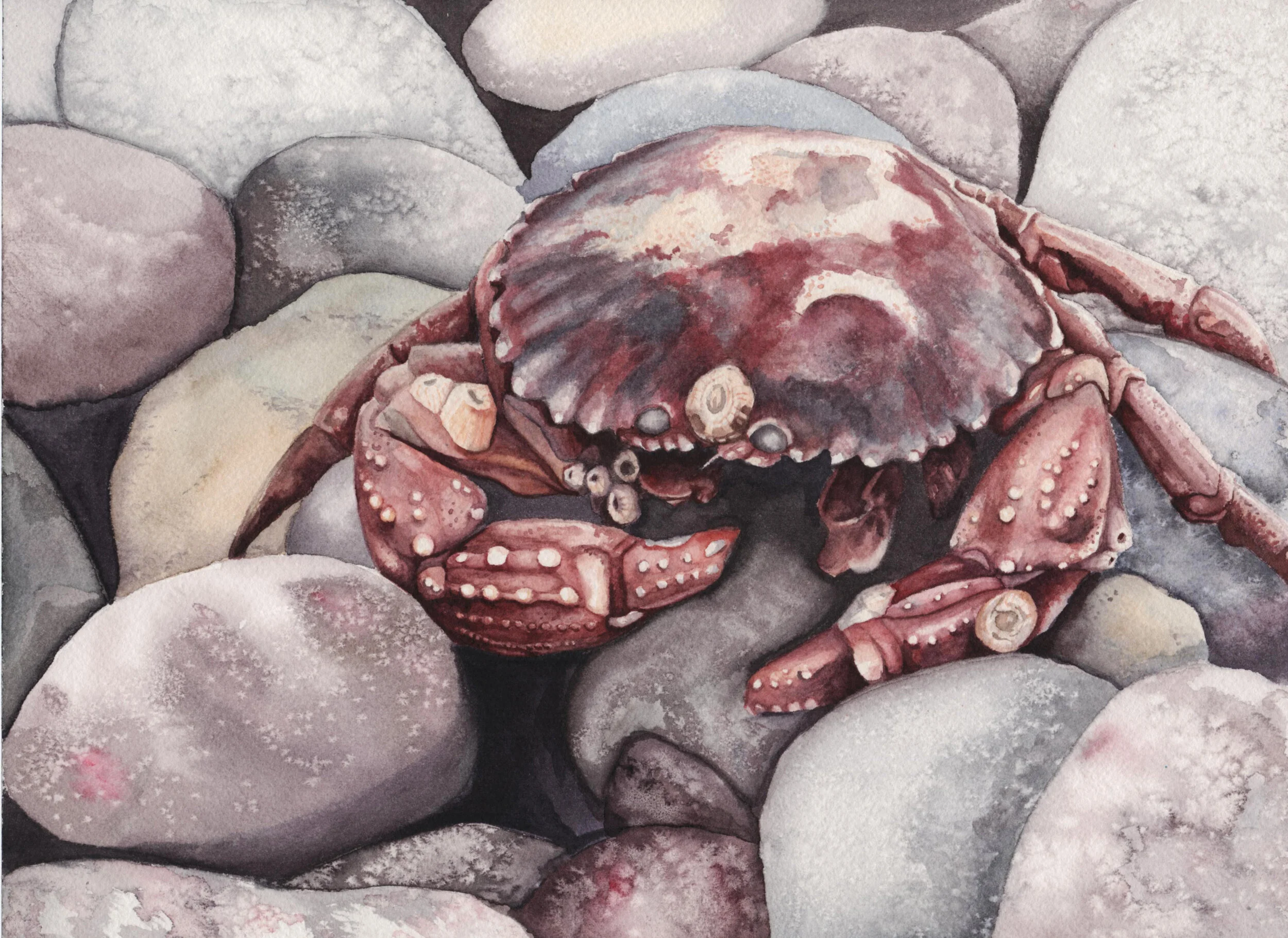 Beachfind_Squire2016.jpg