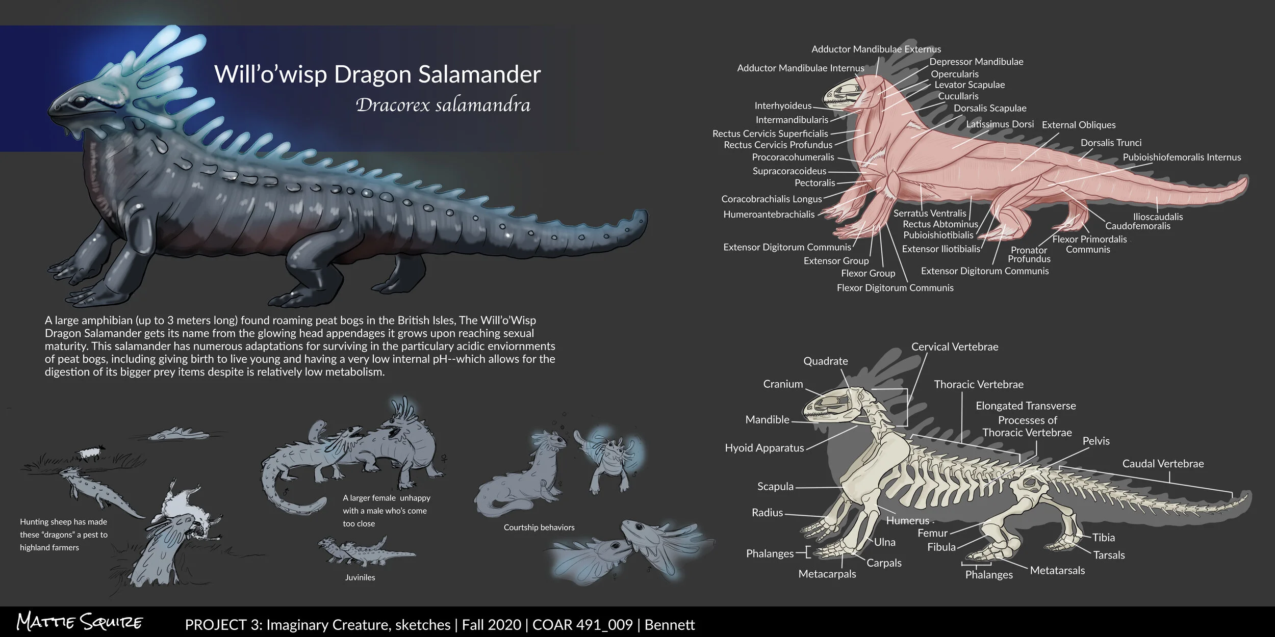 Squire_P3_Creature_Final.jpg