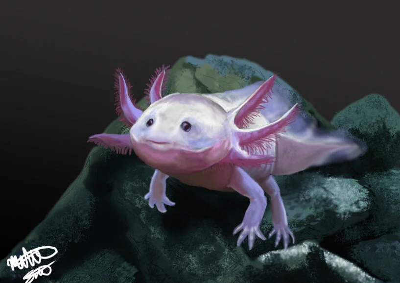A is for Axolotl_2018.jpg