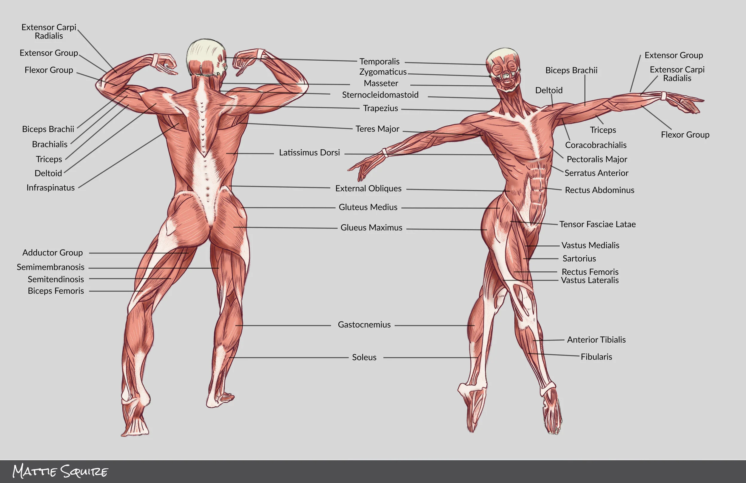 Squirem_HUMAN muscles_FINAL.jpg