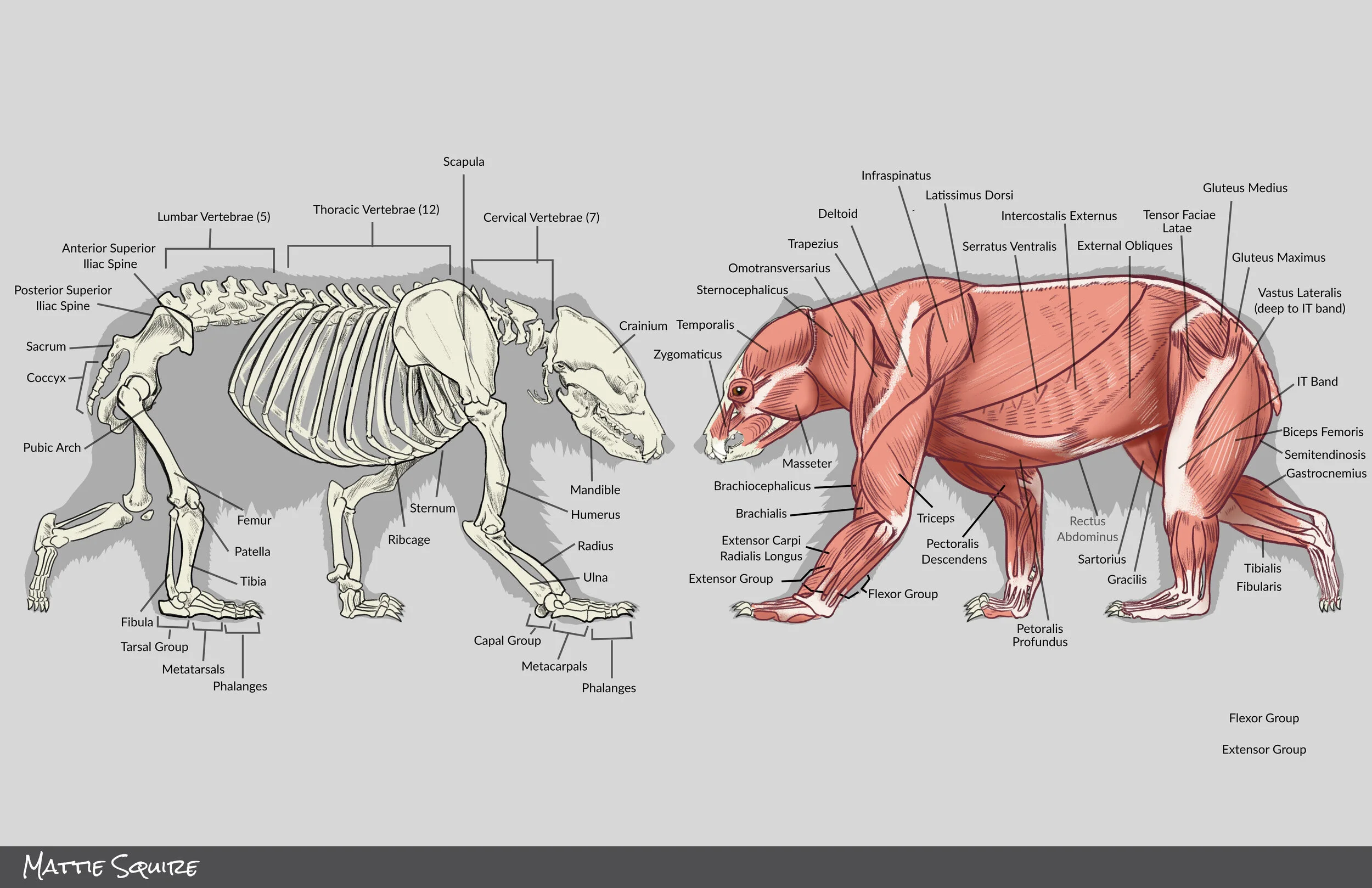 squirema_VERT Anatomy_Final.jpg