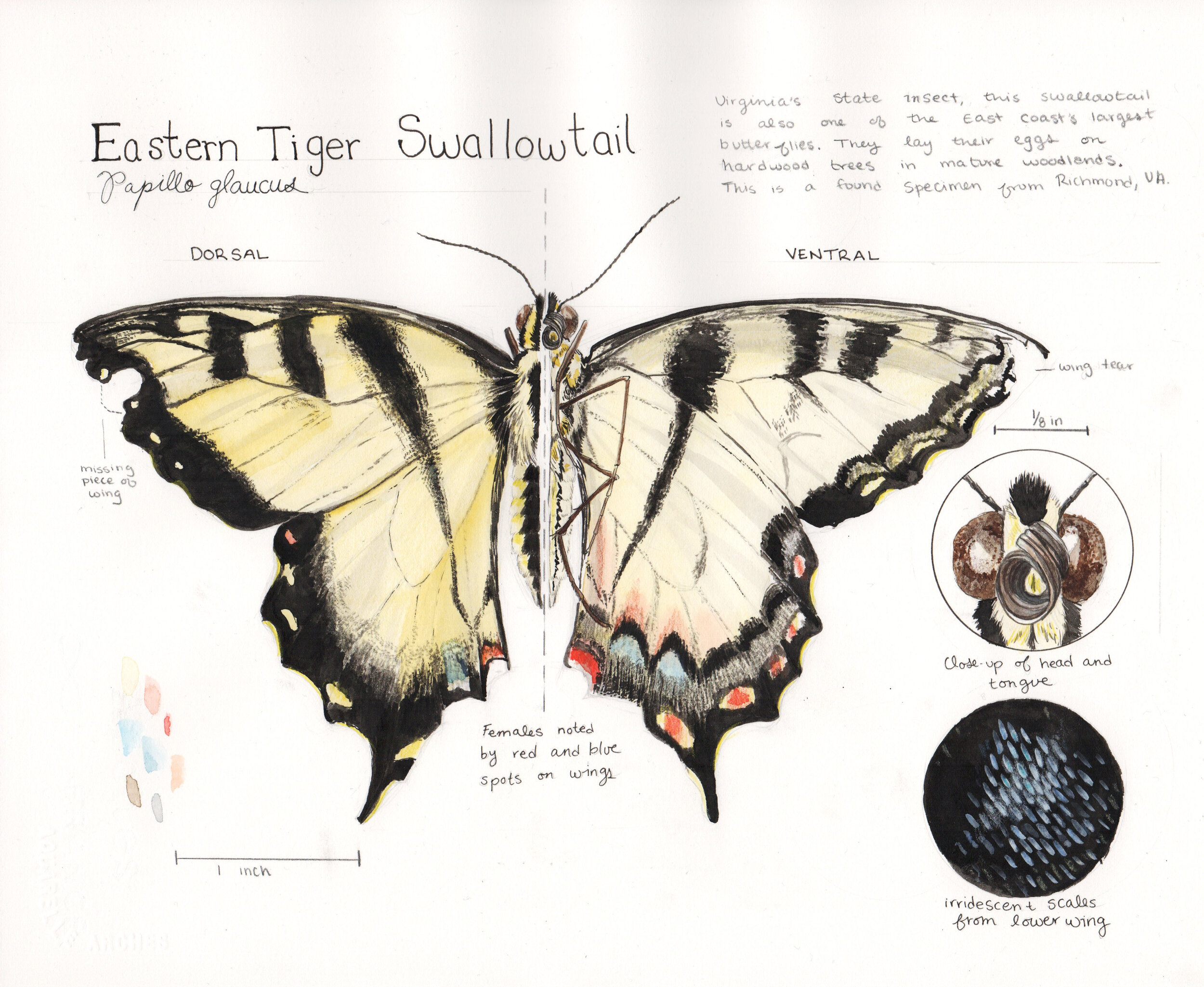 Squire_Project 2_Swallowtail_Traditional.jpg
