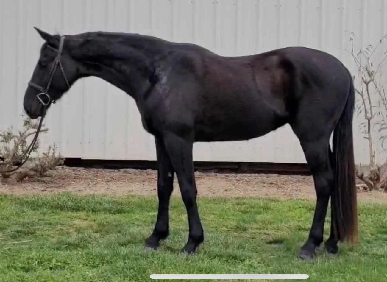 black hanoverian for sale