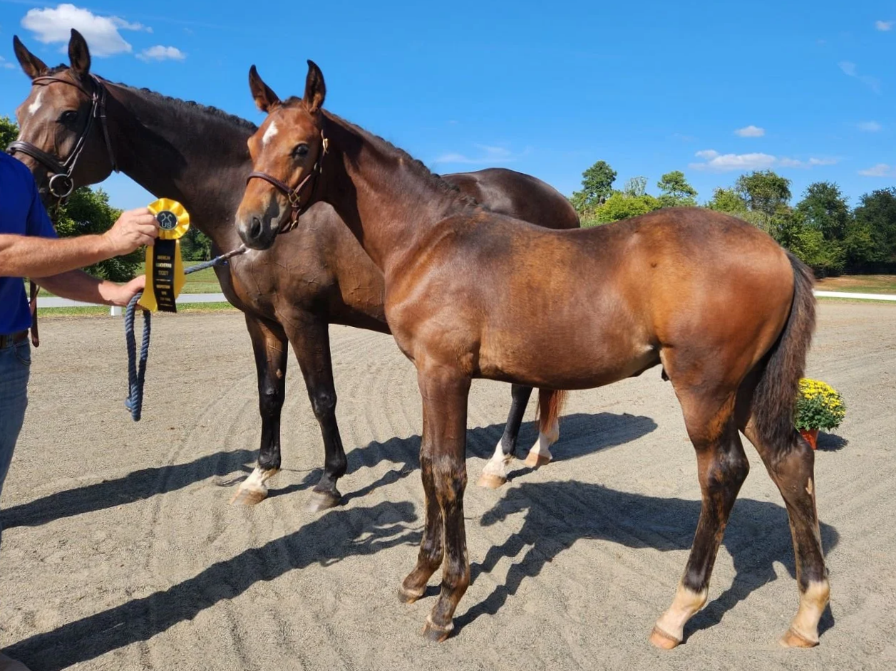 2024 Sancier BF (Sanceo-D'Amour/Dancier)