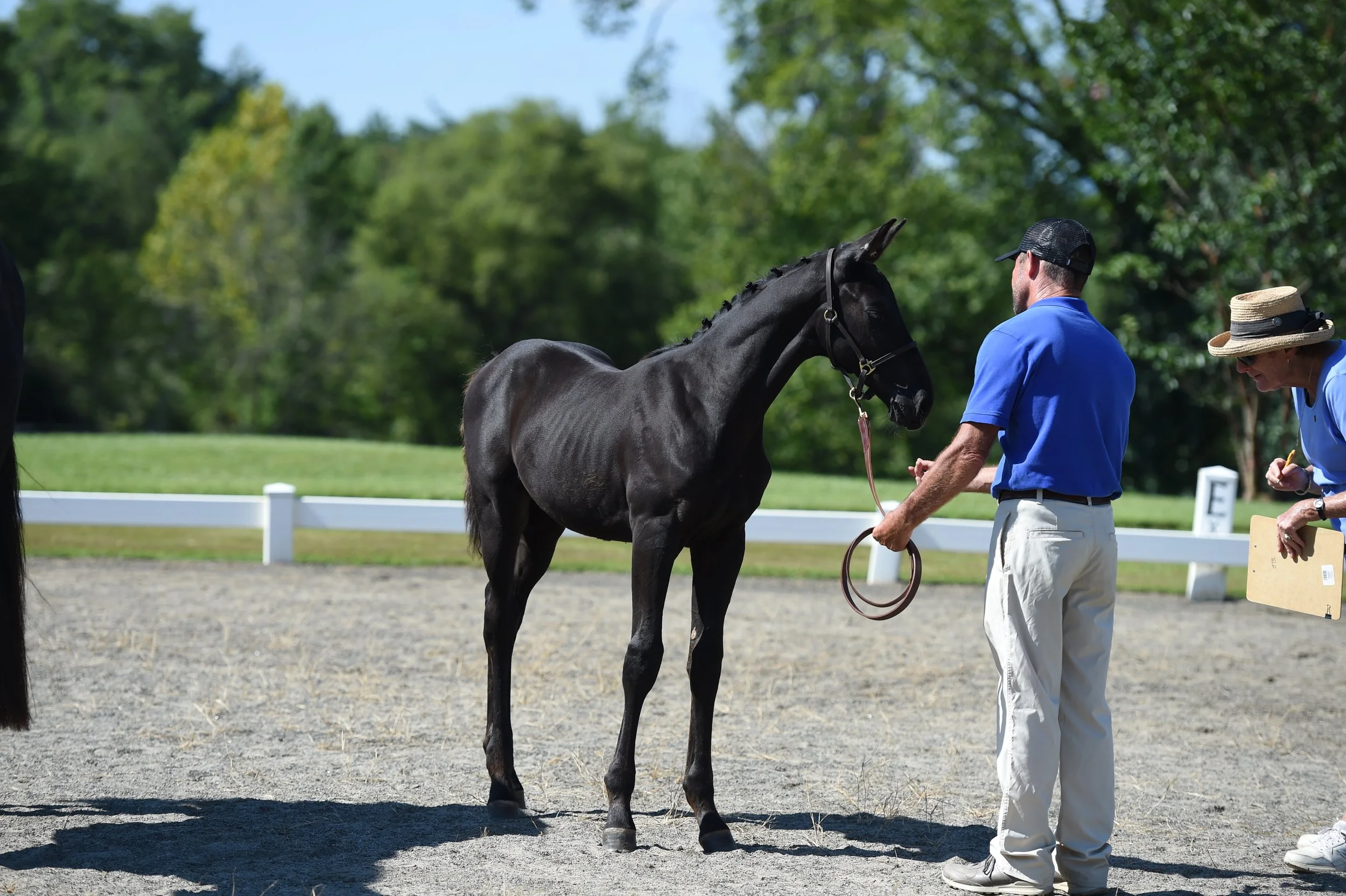 leo foal inspection 6.JPG