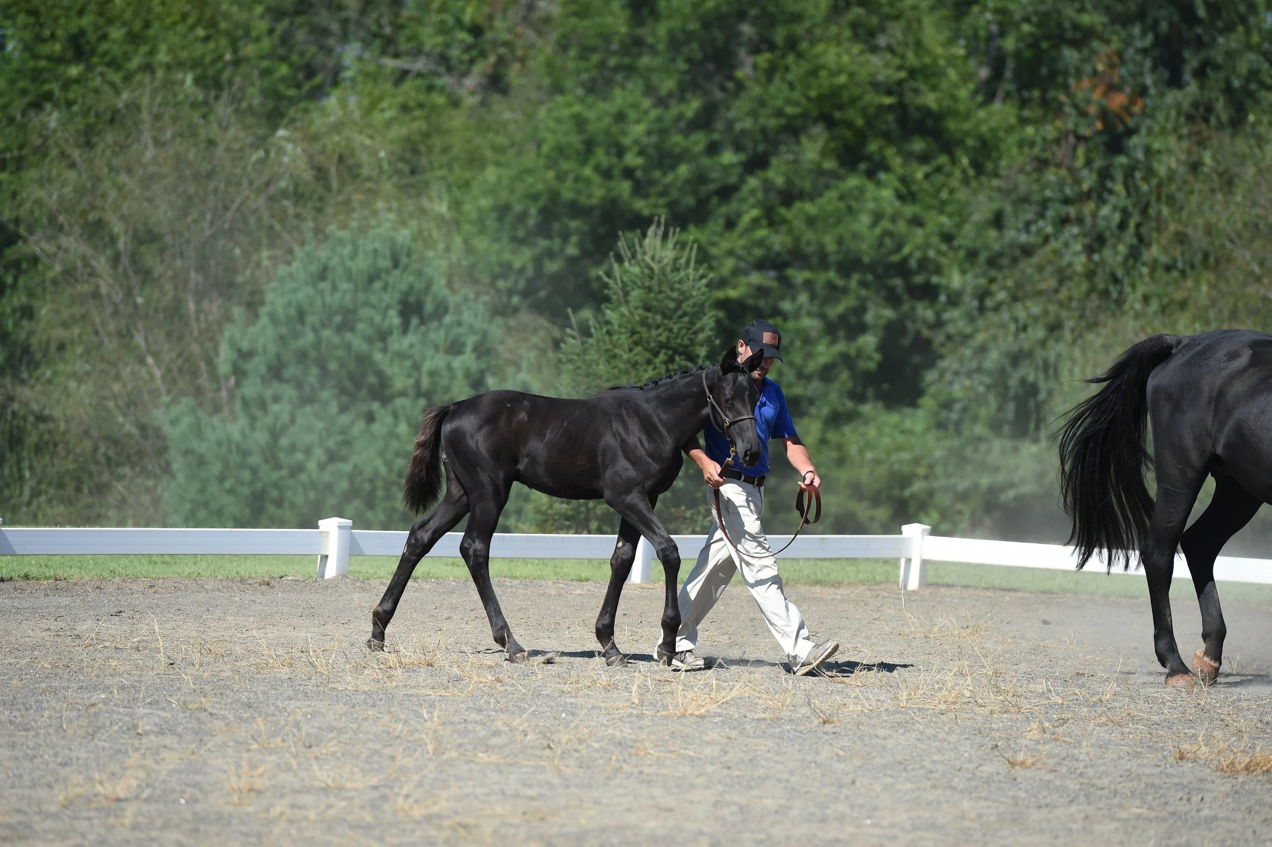 leo foal inspection 1.JPG