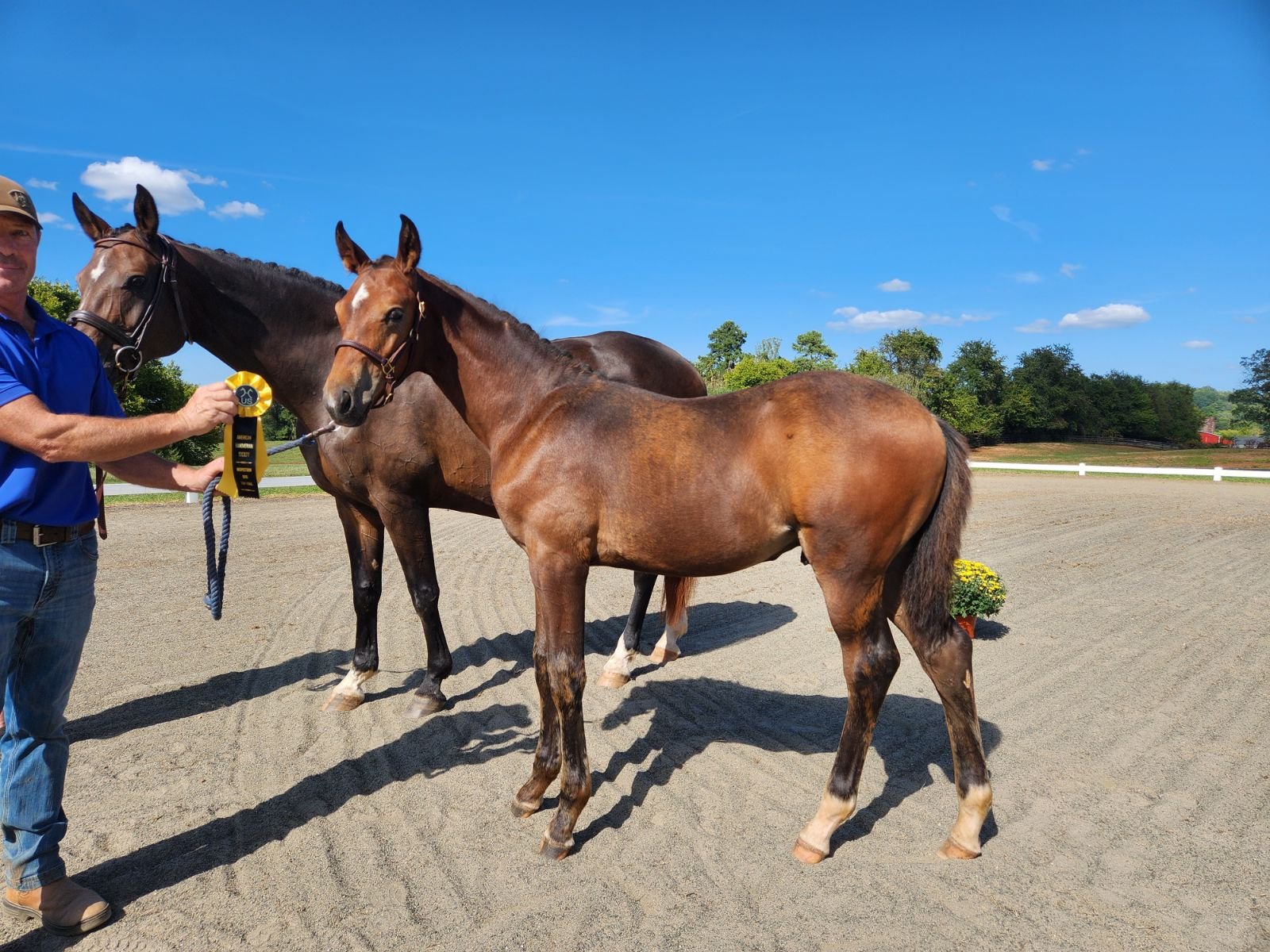 Hanoverian gelding for sale