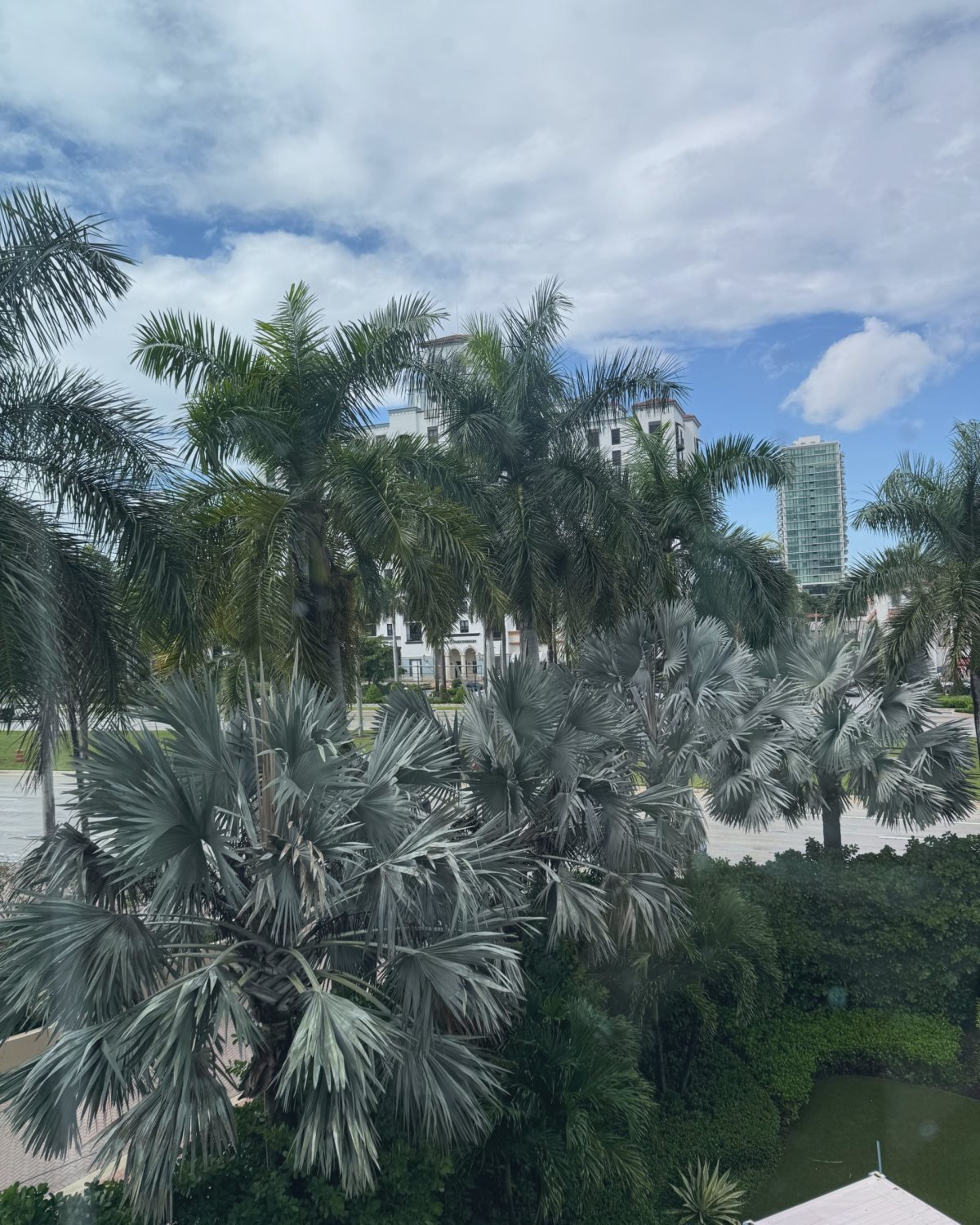Palm trees and blue sky in Florida
