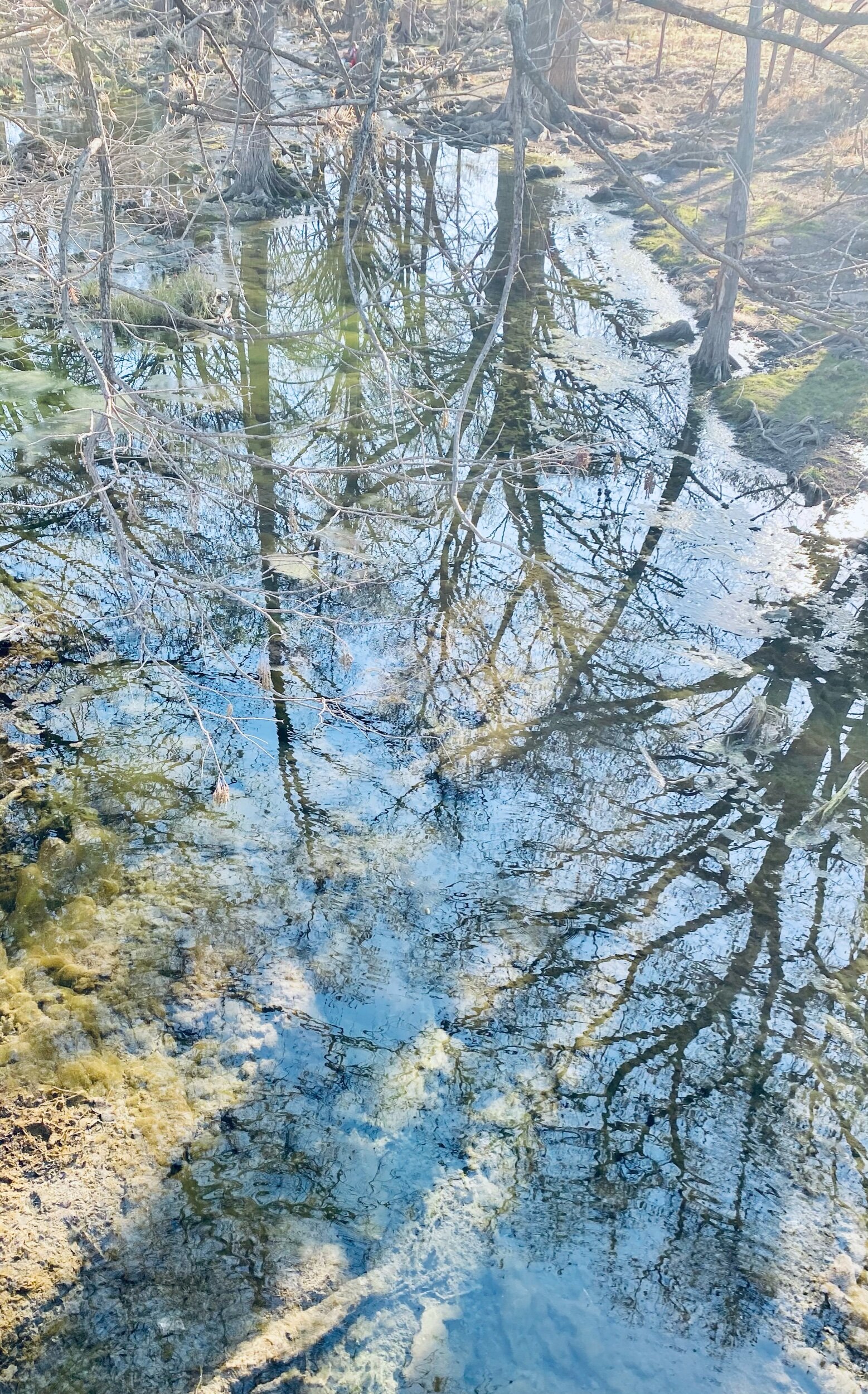Tree Reflections @ Cypress Creek