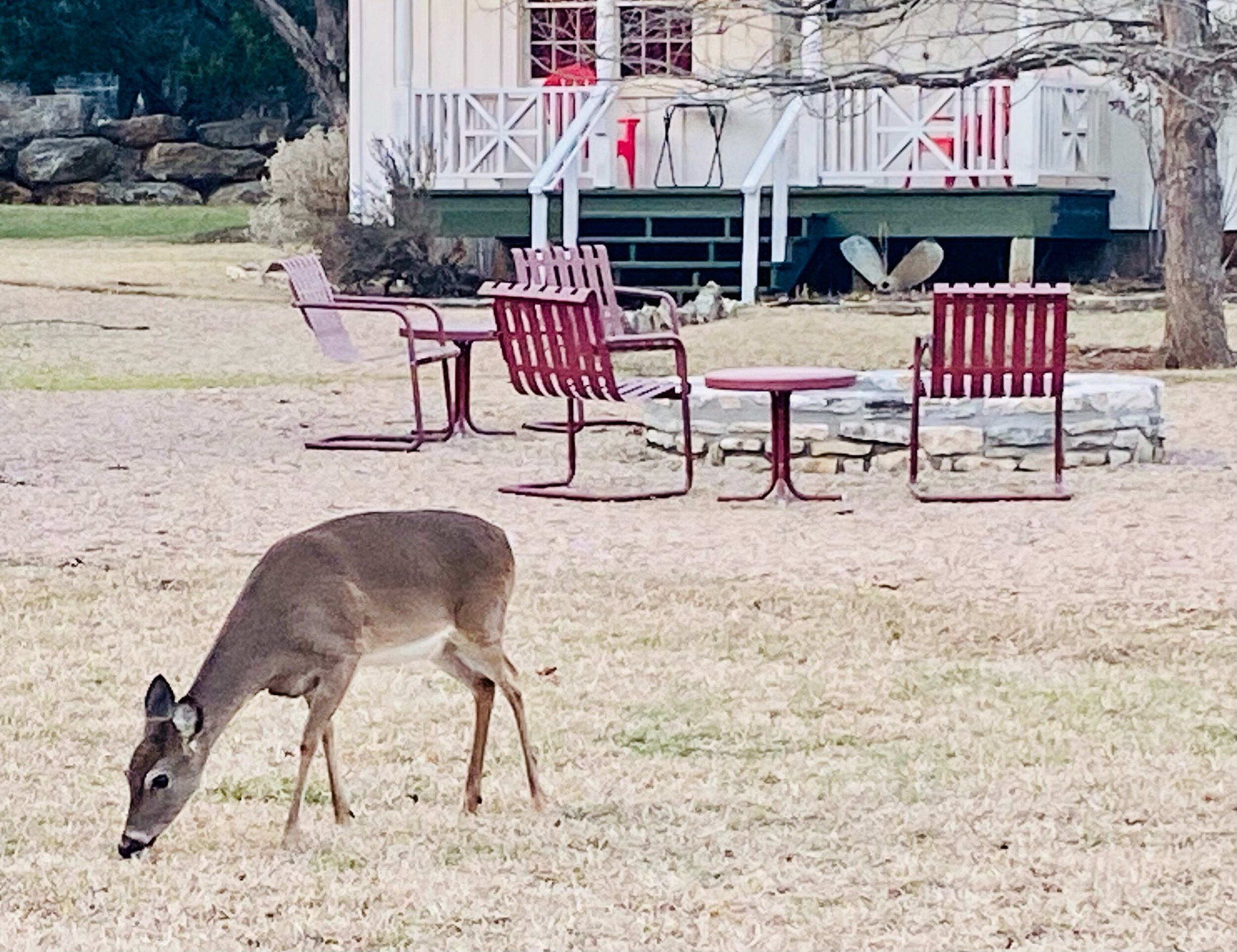 Oh deer!