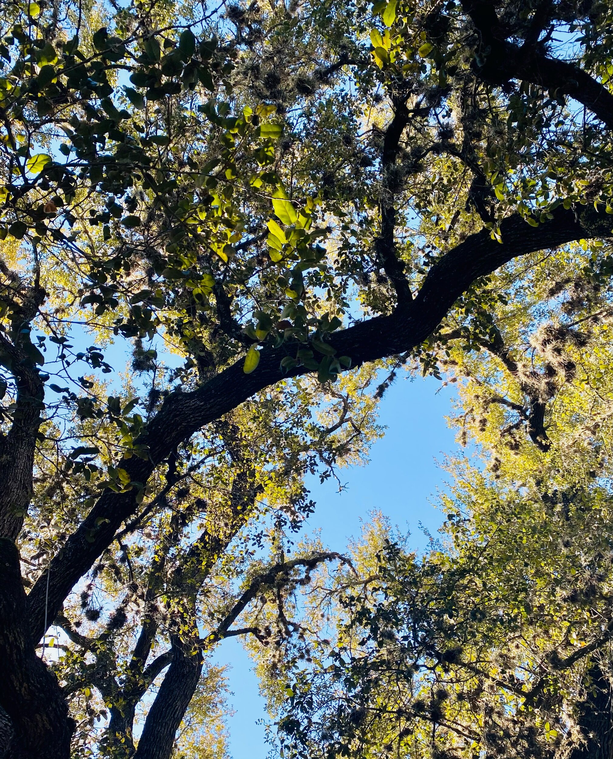 Live Oak Lines