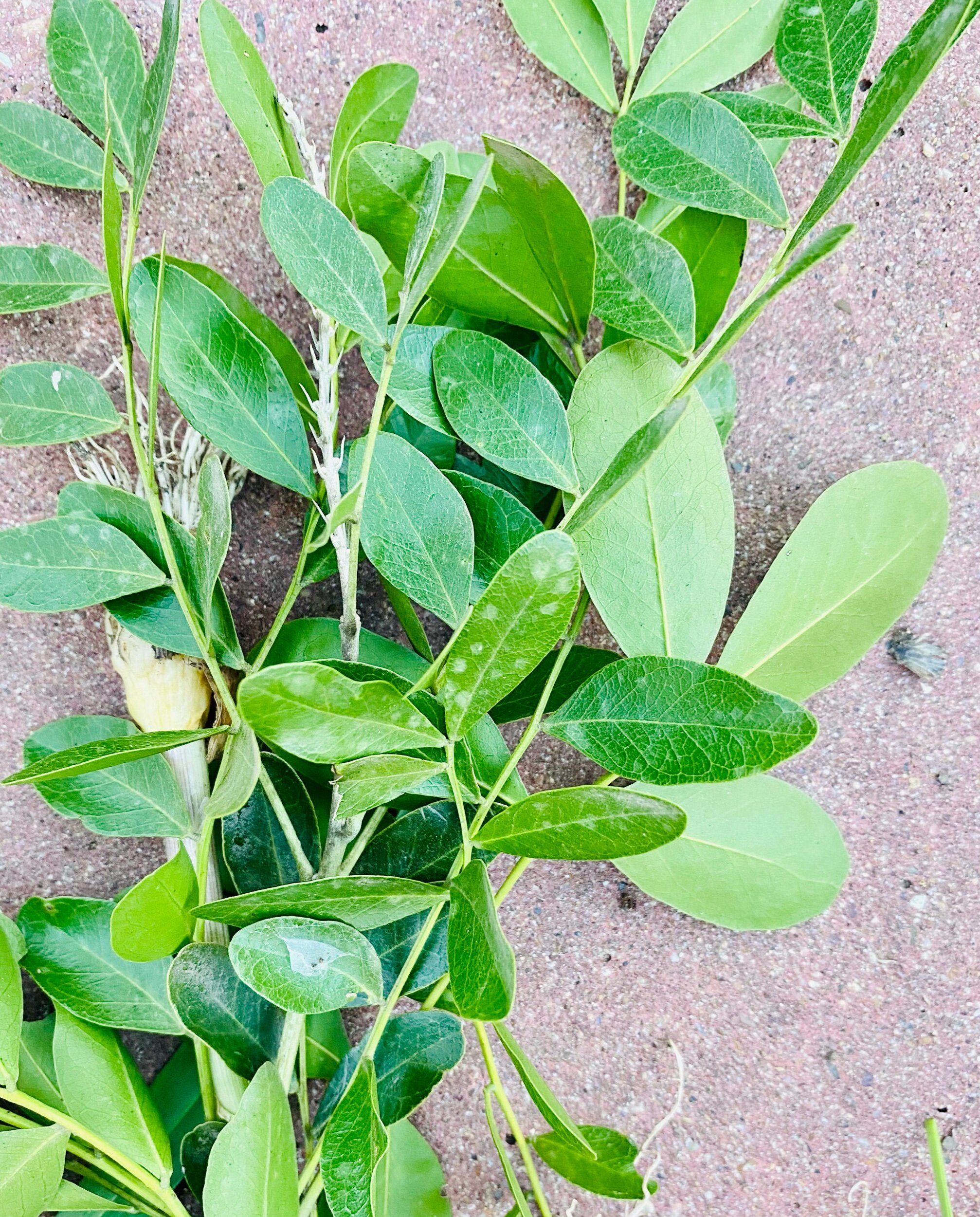 Branch Cutting on a Bench