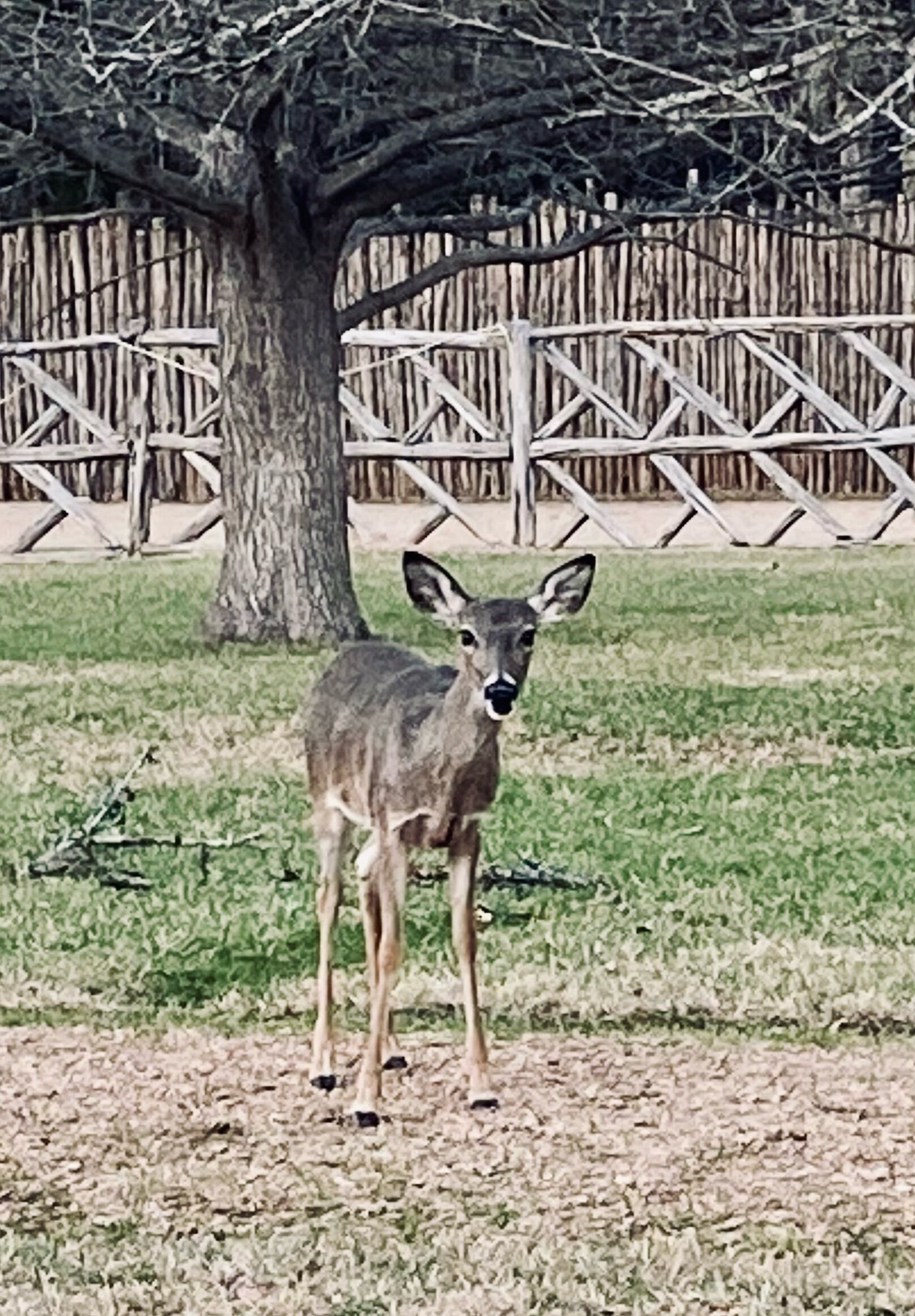 My Deer Friend