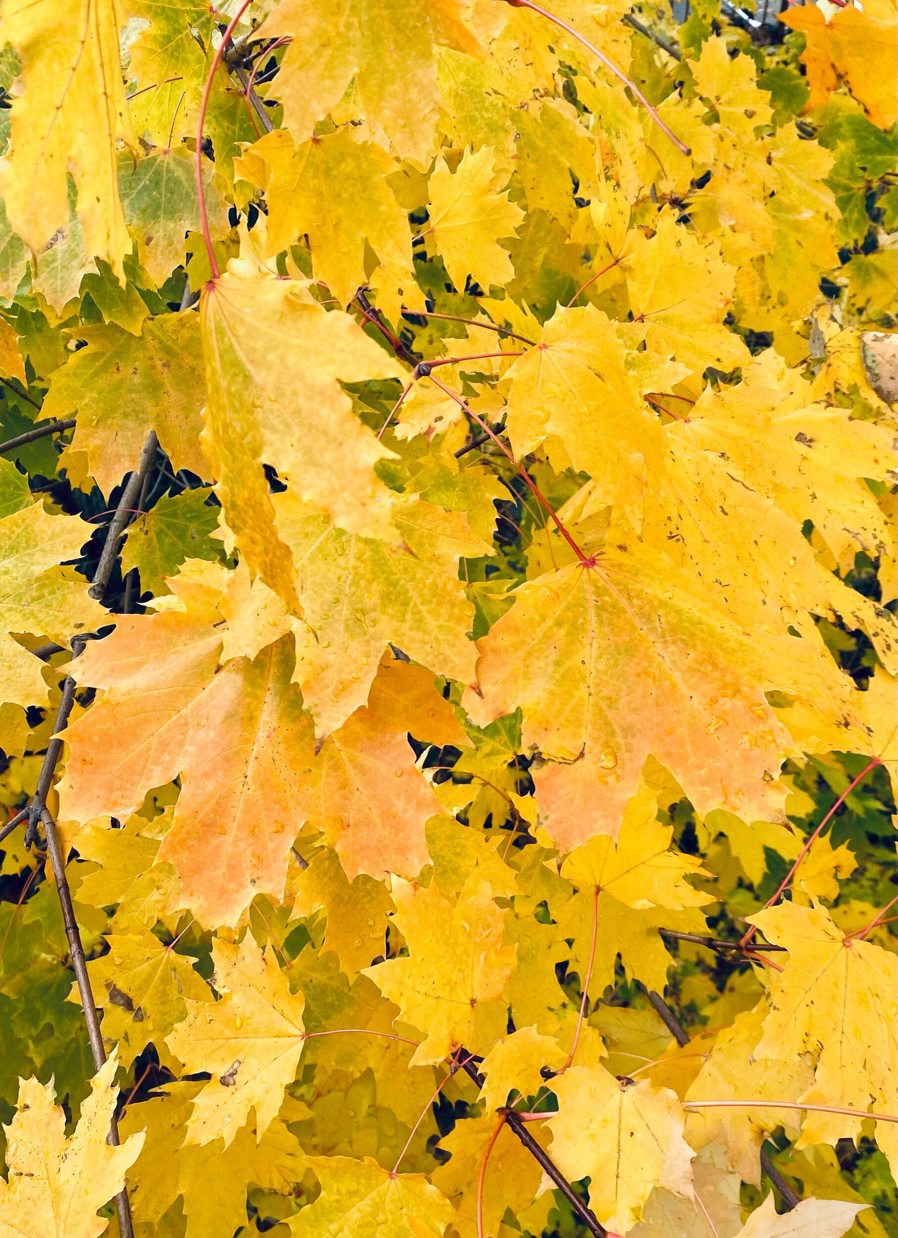 Golden Leaves