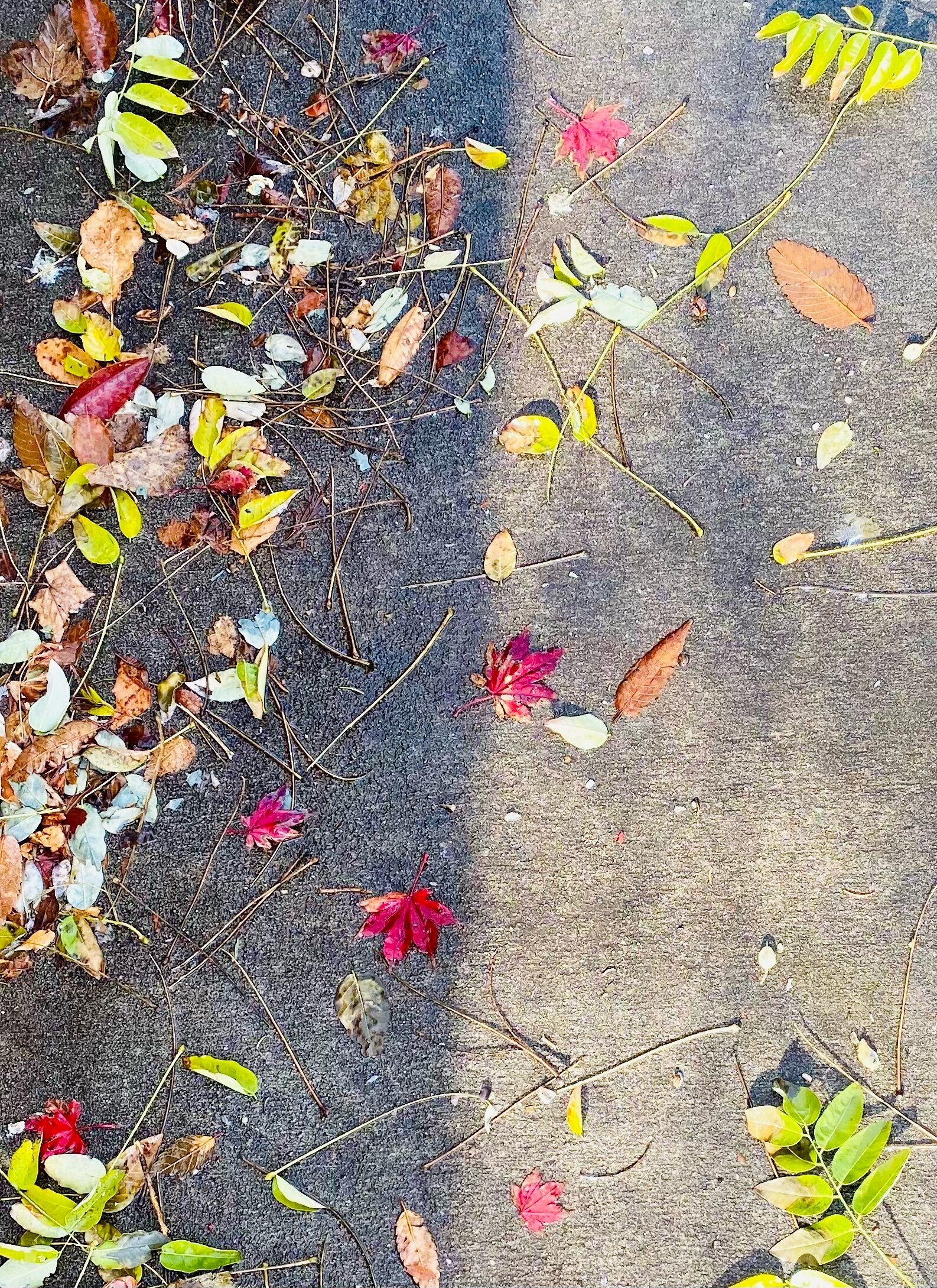 Scattered Sidewalk Color