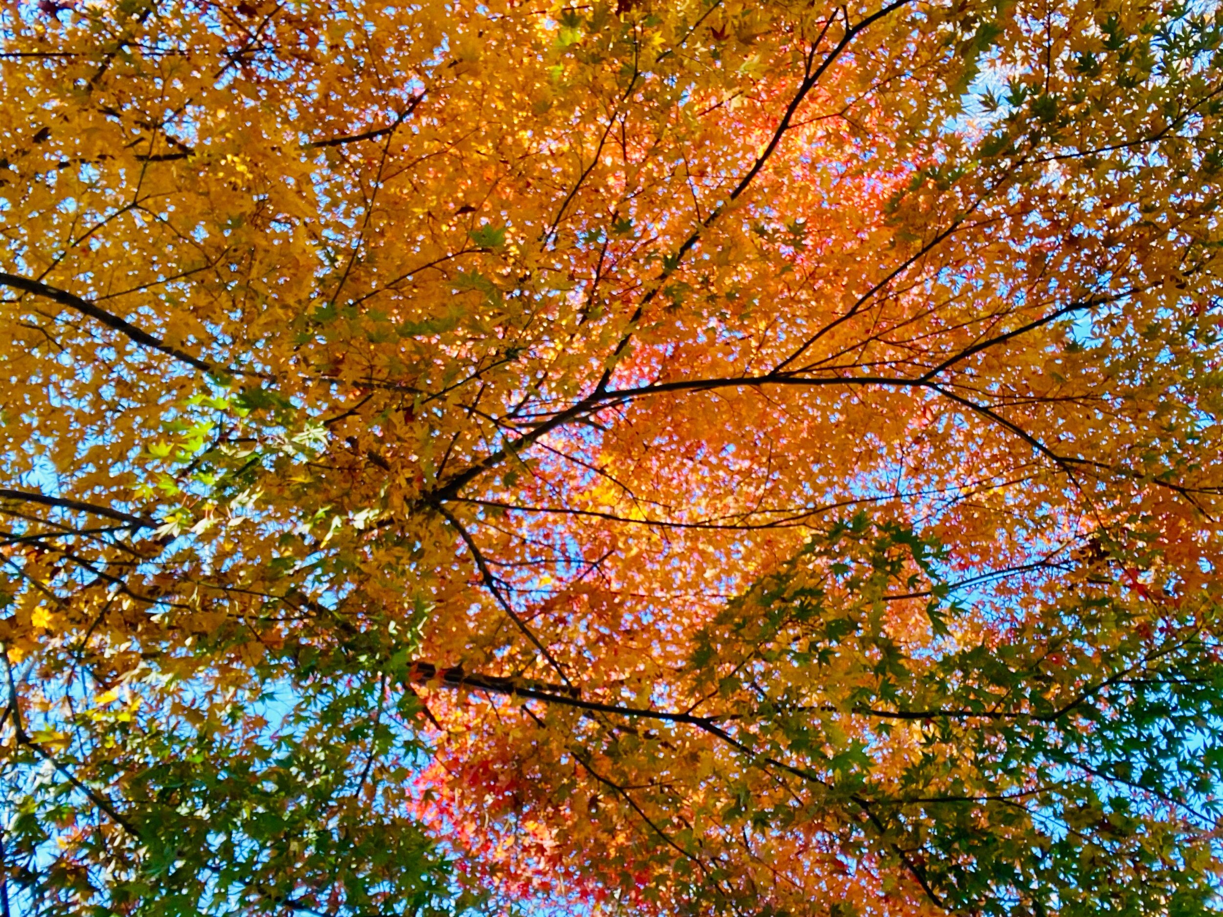 Autumnal Foliage