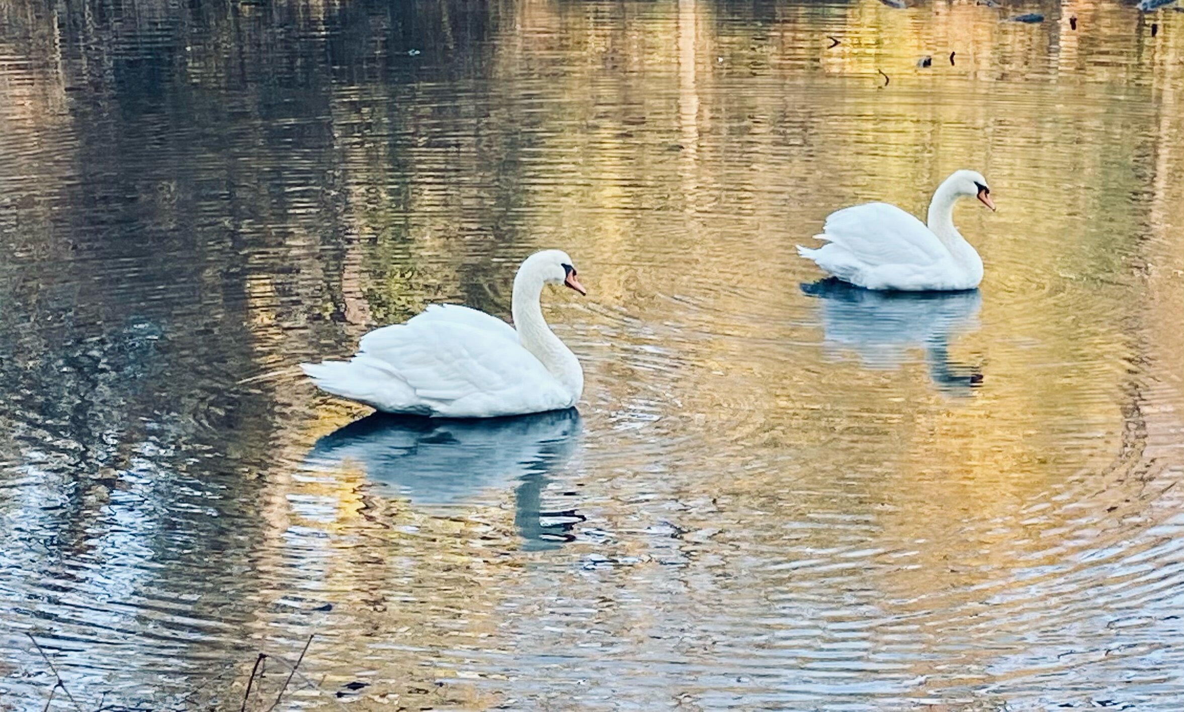 Reflective Swans
