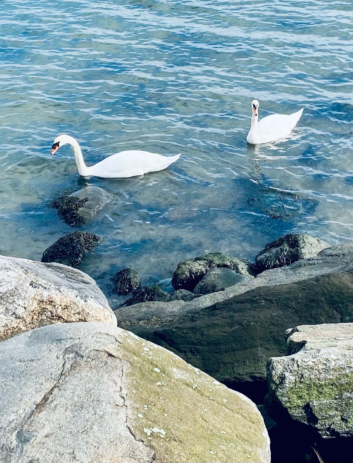 Swans A-Swimming